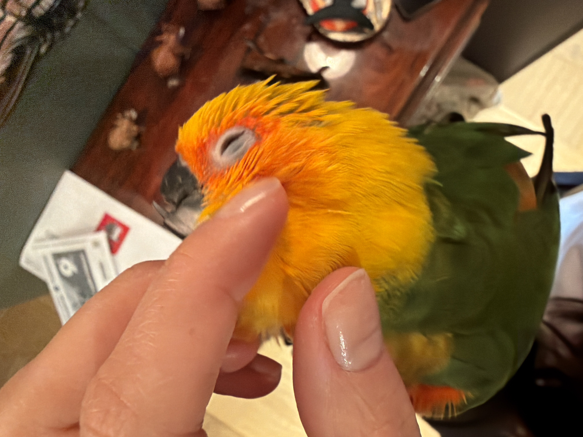 A hand is gently touching the head of a Sun Conure parrot. The bird has its eyes closed, suggesting it is either sleeping or enjoying the interaction. The parrot has bright yellow and orange plumage on its head, transitioning to green on its body. The background is blurred, but details suggest a domestic setting. There is a dark wood surface and other objects visible. No evidence suggests a location in the city of Khimki, Russia.