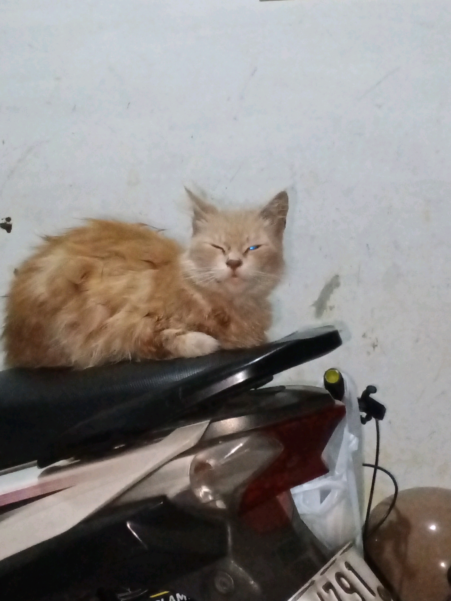 A light orange cat with blue eyes is resting on the seat of a motorcycle. The cat is positioned in the center of the image, facing left with its eyes closed. The motorcycle is dark-colored with some white and red accents visible. In the background, a plain white wall with some faint marks is present. To the right of the motorcycle, a brown helmet is partially visible, and a black wire is attached to a clip. The scene appears to be outdoors or in a covered area, possibly a garage or yard, in Bandung City, Indonesia. The lighting is dim, casting soft shadows.
