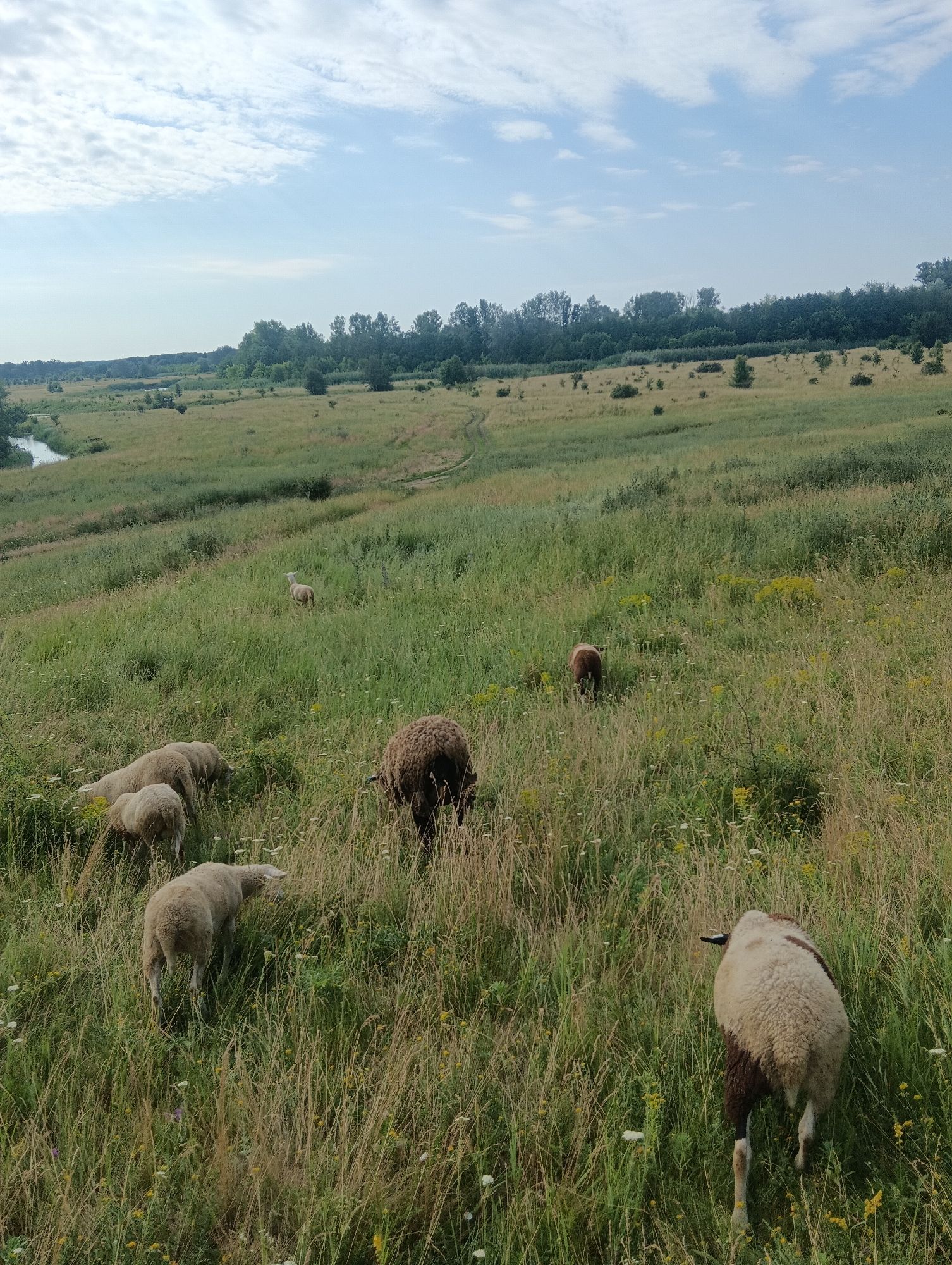 In a wide, grassy field under a partly cloudy sky, several sheep graze. The terrain slopes downwards to the left, where a body of water, likely a river, is visible. A dirt path winds through the middle ground of the field, leading towards a treeline in the distance. In the foreground, a group of sheep are scattered across the lush green grass and wildflowers. One sheep stands out with its brown and white fleece, facing away from the camera and walking into the tall grass. Other sheep are seen from behind, some grazing. The overall scene depicts a tranquil rural landscape.