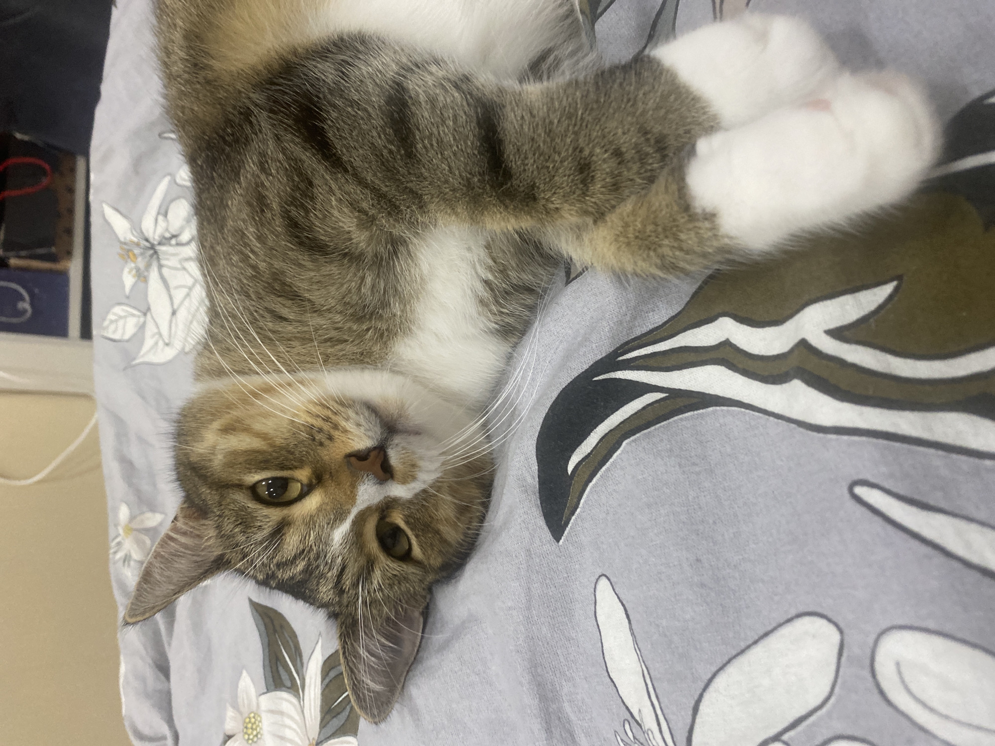 A domestic cat is lying on a bed with a gray comforter. The comforter has a floral pattern. The cat is a tabby with brown, white, and black fur. It is lying on its side, with its head resting on its paws. The cat's eyes are open and it appears to be looking at the camera. The background is blurry and out of focus. The image does not provide any information about the location in the city of Novokuybyshevsk, Russia.
