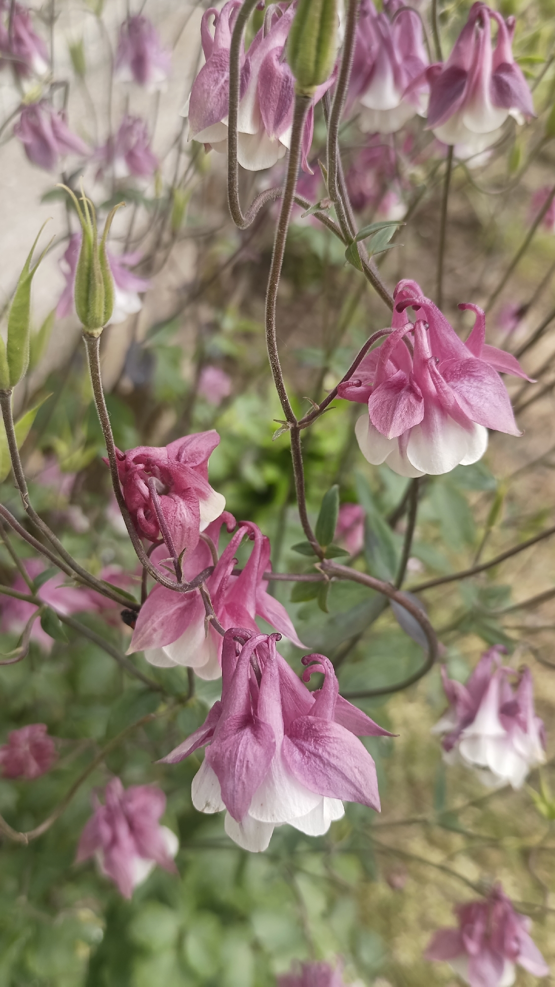 The image shows a close-up of pink and white columbine flowers (Aquilegia) in bloom. The flowers are a light pink color with white petals at the base, and they are hanging downwards. The stems of the flowers are thin and dark brown, and there are some green seed pods visible. The background is blurred, but it appears to be a garden setting with other plants and flowers. The location is Muzga, Bulgaria, but the image does not confirm any specific details about the city itself.