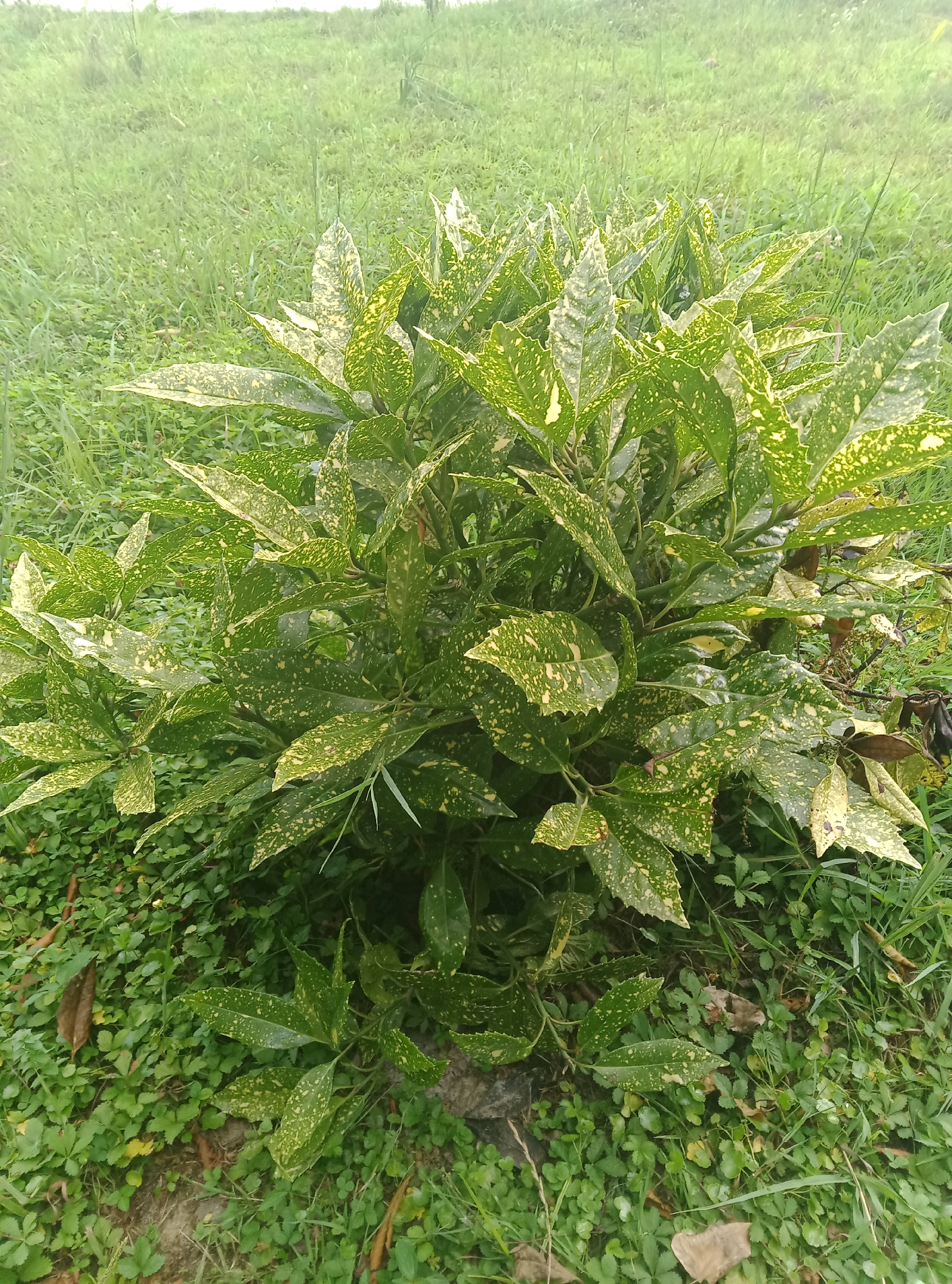 In Pshap, Abkhazia, a variegated green and yellow spotted plant is centrally located in the frame, surrounded by lush green grass and some dried leaves. The plant's leaves are elongated and pointed, with irregular yellow splotches scattered across their surface. The background consists of a blurred expanse of green grass, suggesting an outdoor, natural setting. There are no people or animals visible in the image.