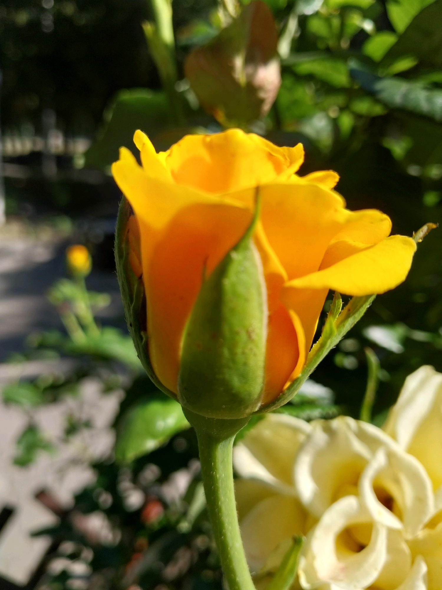 A close-up, slightly low-angle, natural light photograph captures a partially opened yellow rose bud in sharp focus against a blurred background. The rose bud is positioned centrally, with its vibrant yellow petals just beginning to unfurl from a protective green sepal. Sunlight illuminates the petals, highlighting their texture and color gradient. To the right and slightly behind the main subject, another yellow rose, fully bloomed and out of focus, is visible. The background consists of dark green foliage and other out-of-focus elements, suggesting an outdoor garden setting. The overall scene is serene and focused on the delicate beauty of the rose. No specific urban features of Dnipro, Ukraine, are discernible in this close-up image.