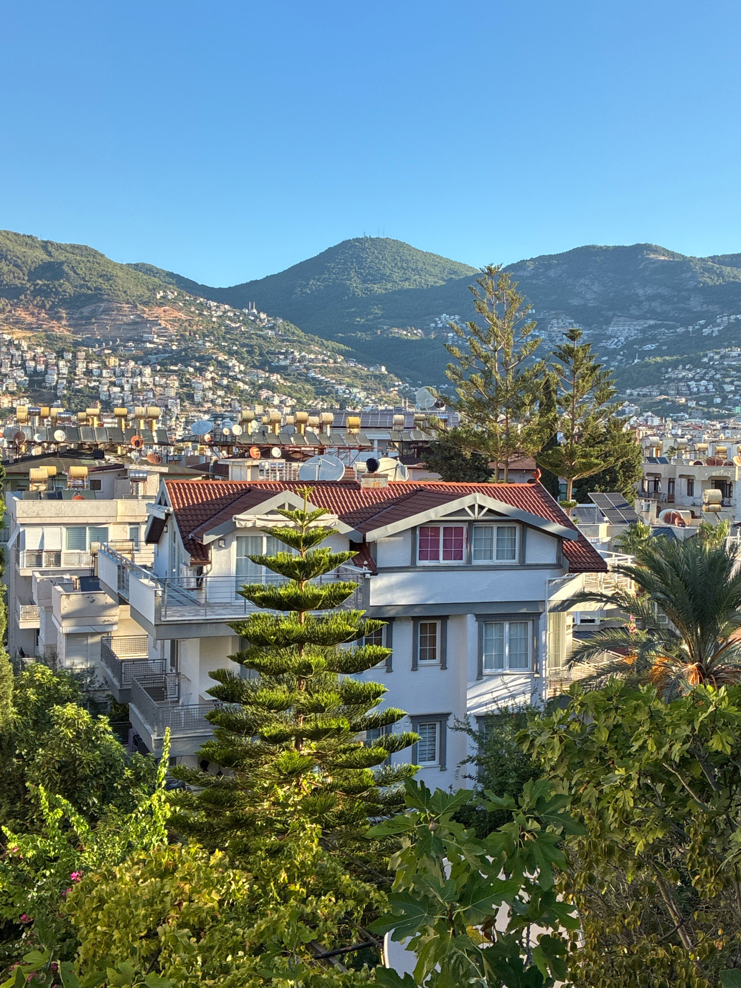 This is a wide shot of a city on a hillside in Alanya, Turkey, bathed in the warm light of a clear, sunny afternoon. The foreground is dominated by lush green foliage, with a tall, multi-tiered evergreen tree prominently featured. Behind the trees, a cluster of white apartment buildings with red-tiled roofs rises, some with balconies and outdoor solar water heaters visible on their rooftops. In the background, the city extends up the steep, tree-covered mountainside, with smaller white buildings scattered across the slopes. The sky is a vibrant, cloudless blue. The scene appears tranquil and residential.