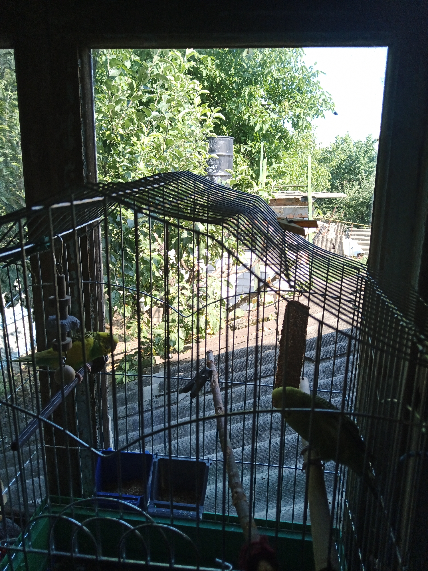 The image shows a birdcage with two budgies inside, viewed from a dark interior looking out a window at a garden. The cage is metallic with a wire mesh structure. Inside the cage, there are two budgies. The budgie on the left is mostly yellow with green markings on its wings and head. It is perched on a wooden dowel. The budgie on the right is entirely green and is perched on another wooden dowel. There are also two blue food/water dishes in the cage, one containing some brown feed. Outside the cage, through the window, a lush green garden is visible with trees and foliage. The background suggests a rural or suburban setting with some rustic structures and a sloped, grey roof possibly made of slate or tiles. The scene appears to be taken on a sunny day. The location in Olenivka, Ukraine is not visually evident from the image itself, and is provided as external information.