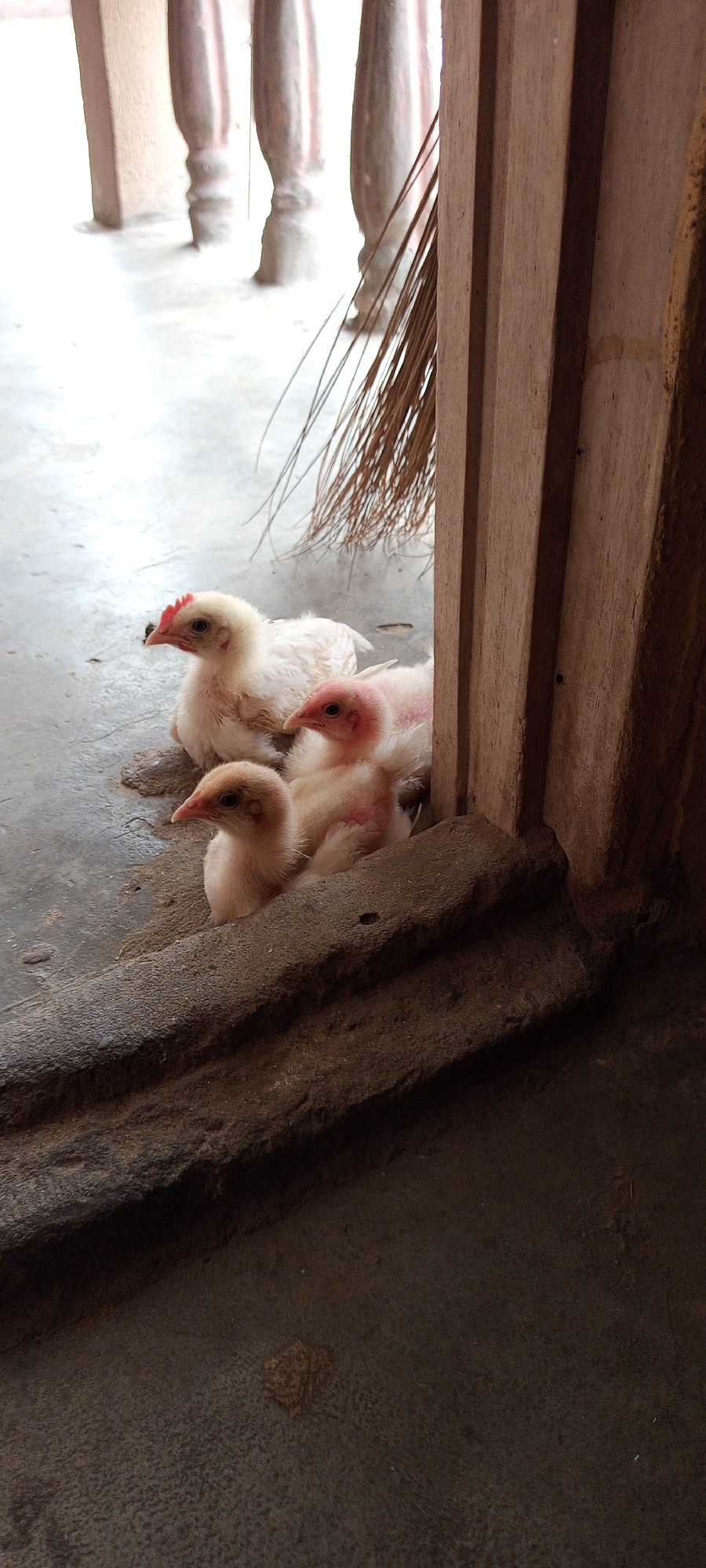 The image features three young chicks resting in what appears to be a doorway or sheltered area. The chick in the foreground is pale and looks to the left, perched on a rough, two-tiered stone or concrete step. Behind it, a second chick, mostly white with a small red comb and wattle, sits on the ground. A third chick, also pale with a reddish-pink head, is nestled between the first two and a wooden door frame.
To the right, a section of a dark brown wooden door frame or pillar is prominently visible, showing vertical grooves. Leaning against this frame is a broom made of numerous thin, dark, natural fibers. The ground beneath the chicks is a rough, grey concrete or stone surface. In the background, out of focus, several light-colored pillars or posts are discernible, suggesting a semi-open structure or veranda.
The scene depicts the chicks in a calm, resting state during daytime. The architecture and the presence of the chicks suggest a domestic or farmyard setting in Ilogbo Eremi, Nigeria. No visible text is present in the image.