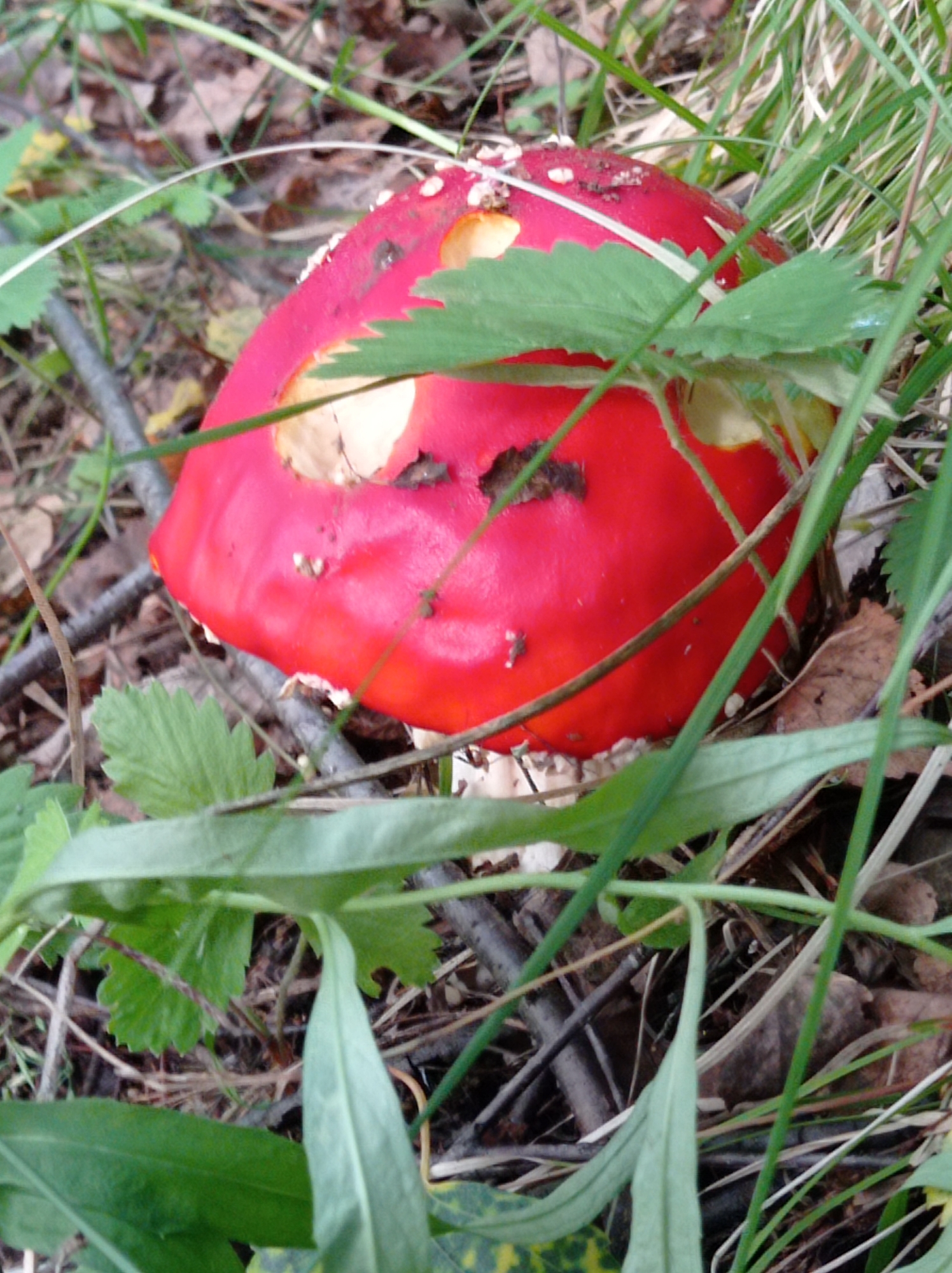 The image shows a close-up view of a red mushroom with white spots, commonly known as an Amanita muscaria. The mushroom's cap is partially obscured by green leaves and dry grass. The mushroom is growing on the ground, surrounded by fallen leaves and twigs. The lighting suggests it is daytime, with natural light filtering through the foliage. The background is blurred, indicating a shallow depth of field, which focuses attention on the mushroom. The image does not contain any specific landmarks or elements that would identify its location within Degtyarsk, Russia.