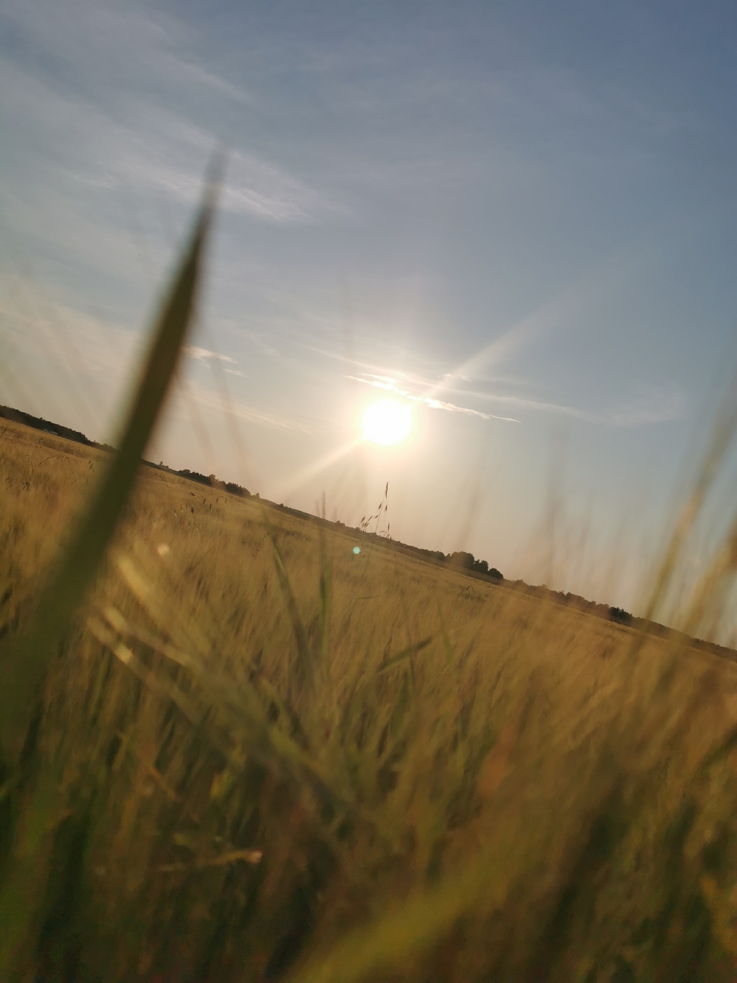 The image captures a field of golden grass or wheat under a bright, hazy sun. The sun, low in the sky, casts a warm glow and creates visible rays. The foreground is dominated by out-of-focus blades of grass or wheat stalks, creating a shallow depth of field. In the middle ground, the field extends to a treeline on the horizon, with a few dark shapes that could be buildings or trees. The sky is a pale blue with some wispy clouds. The scene appears to be outdoors in a rural setting, likely during either sunrise or sunset. The location is Anglininkai, Lithuania.