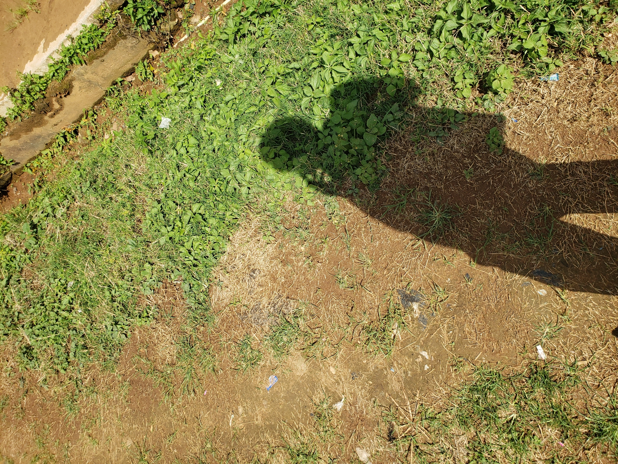 The image shows a shadow of a person holding a phone, cast on a patch of dry, dusty ground and overgrown green grass. The ground is littered with small pieces of debris, including what appears to be a blue plastic bottle cap and other unidentifiable fragments. To the right of the grassy area, there is a concrete structure that looks like a drainage channel or the edge of a sidewalk, also bordered by more green vegetation. The overall scene suggests an outdoor urban or semi-urban environment in a location with sunlight. Given the details provided, this scene is likely located in the city of Jos, Nigeria.