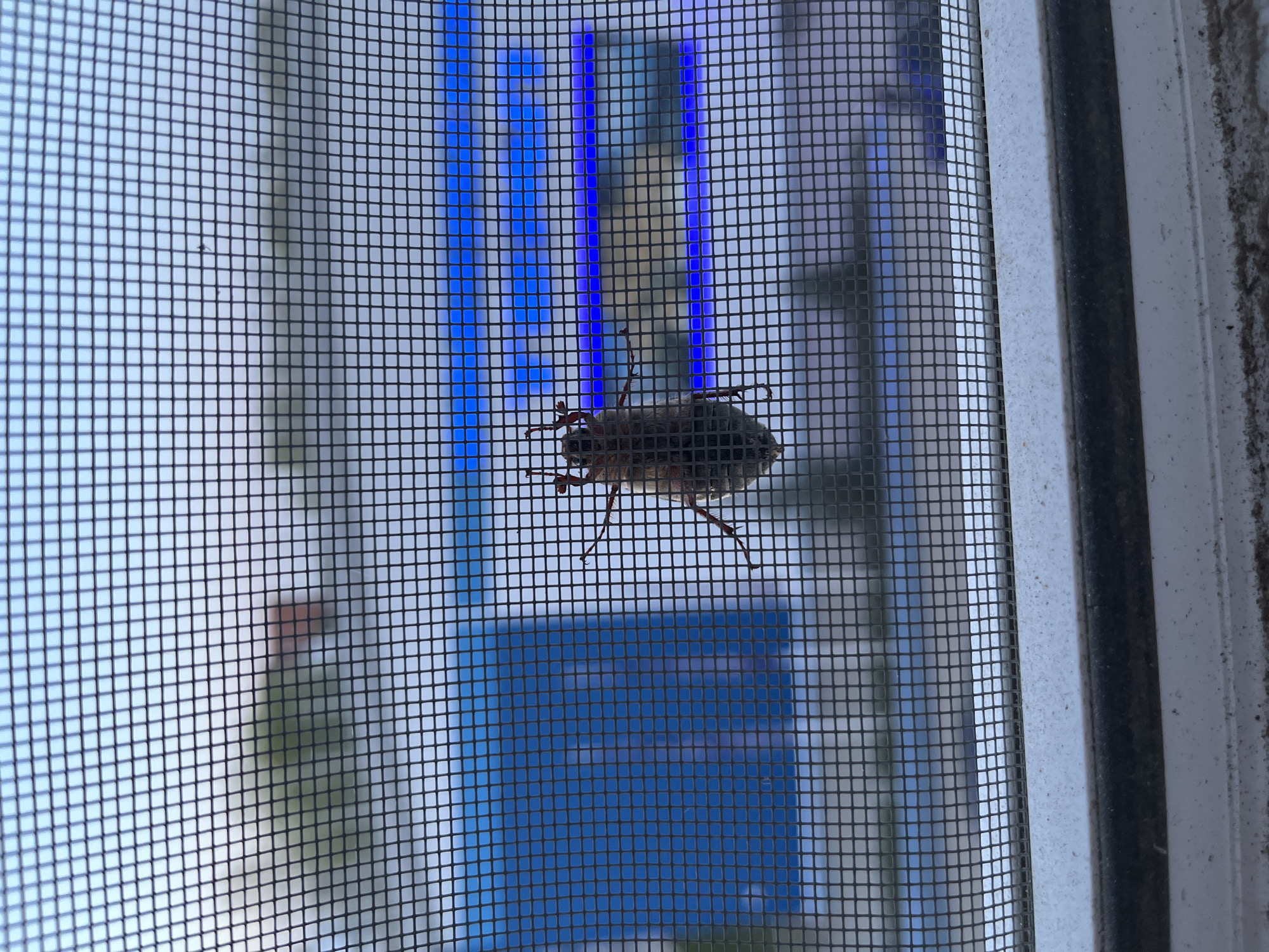 A close-up shot depicts a dark-colored insect clinging to a window screen. The screen is made of a fine black mesh, through which a blurred background is visible. The insect appears to be a beetle, characterized by its six legs and a segmented body. The photograph is taken from inside the building. The location is indeterminate given the data provided.