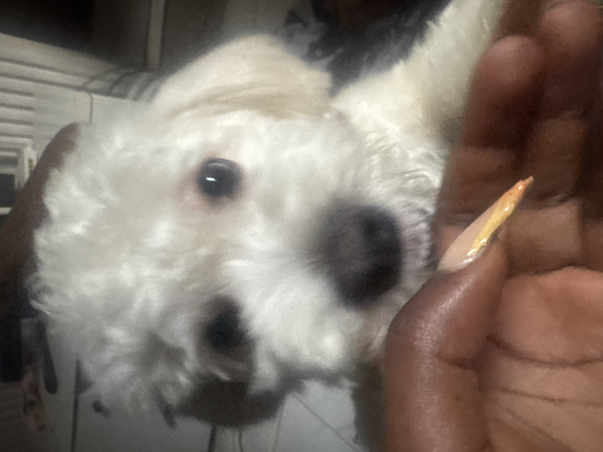 An extreme close-up shot shows a white poodle puppy being held by a person's hand, with the puppy looking directly into the camera. The puppy has dark eyes and a dark nose. The hand in the foreground has a tan complexion and features a long, light yellow-colored fingernail with a metallic sheen. The background is dark and out of focus, showing what appears to be indoor furniture, possibly a bed or couch, with vertical blinds in the upper right corner, suggesting an indoor setting within a residence. There are no distinct visual cues that definitively place this scene in Abuja, Nigeria.