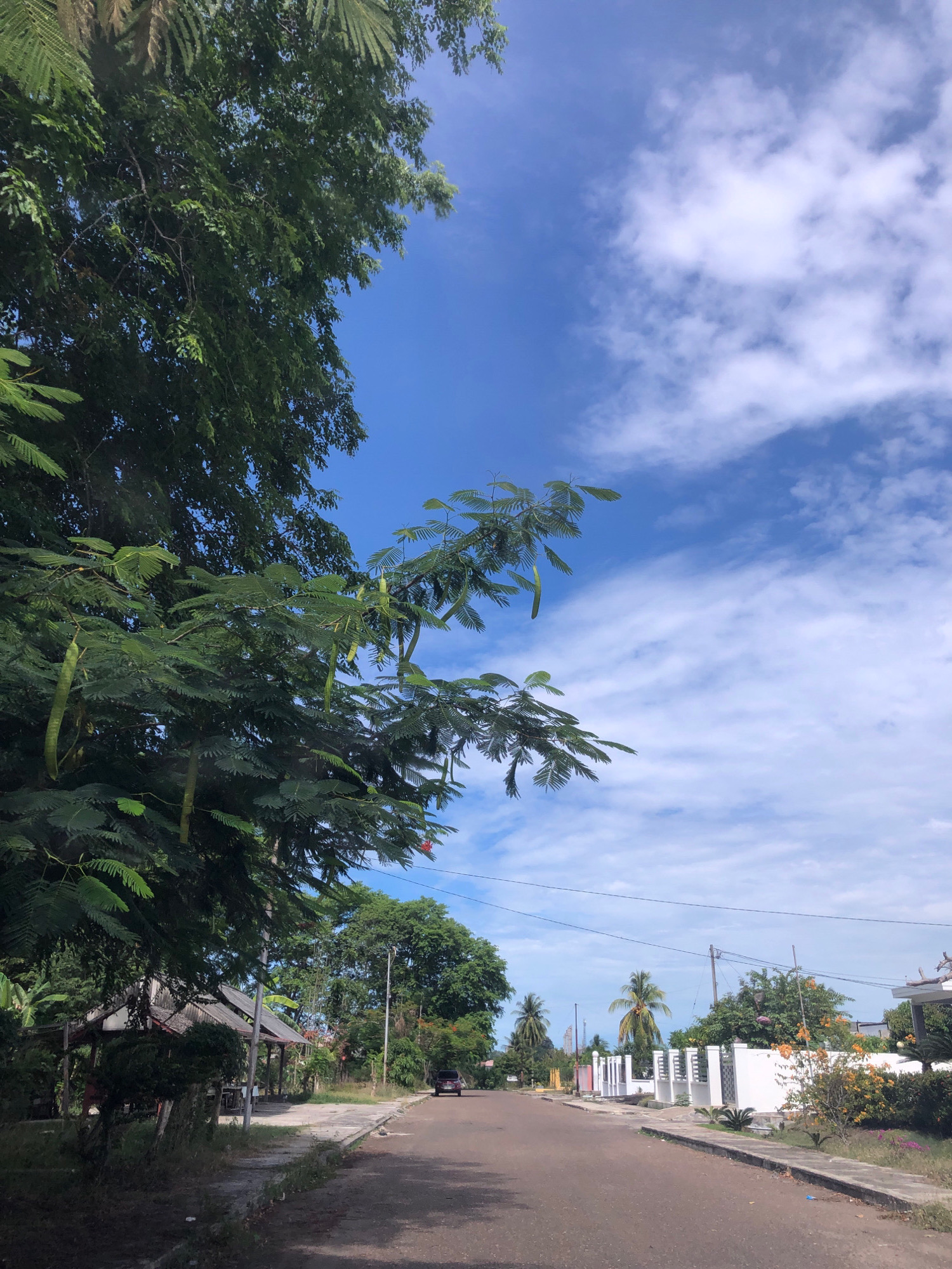 The image depicts a street scene in Tambonbaroh, Indonesia, under a bright blue sky with scattered white clouds. On the left, large trees with feathery green leaves and long seed pods overhang the road. The road itself is paved with asphalt and has a concrete curb and sidewalk. To the left of the road, there is a simple open-sided structure with a corrugated metal roof, partially obscured by foliage. Further down the road, a dark-colored car is visible in the distance. On the right side of the road, there are white fences bordering properties, some with white pillars. Palm trees and other vegetation, including flowering bushes with orange blossoms, are present. The overall impression is of a residential area in a tropical or subtropical climate.