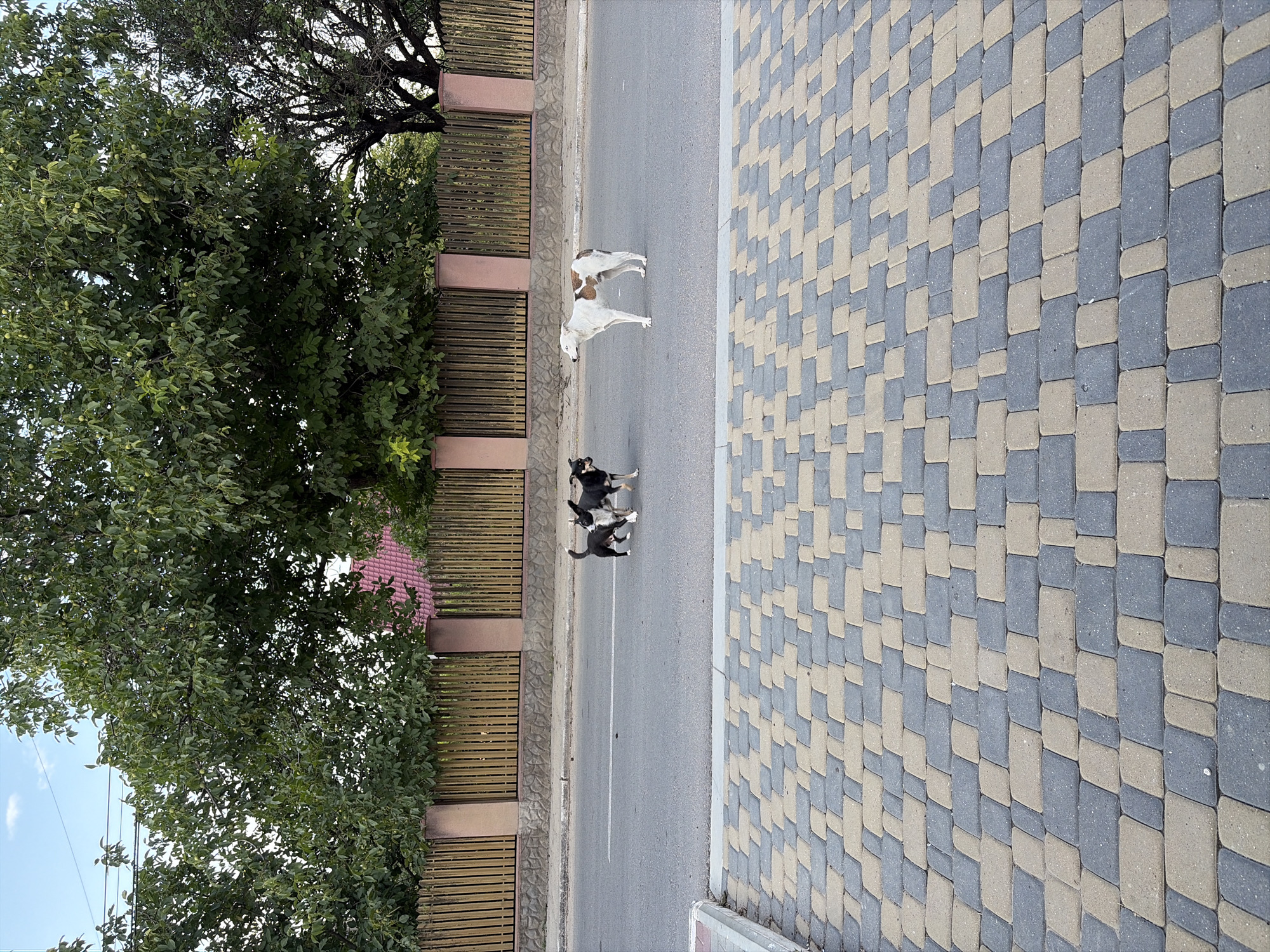 The image depicts two dogs on a paved road in the city of Oxentea, Moldova. In the foreground, a sidewalk made of interlocking grey and tan pavers is visible. The road itself is asphalt, with a white line marking the center. Two dogs are in the middle of the road: one is mostly white with brown patches, and the other is black and white. Behind the road, a wooden fence with stone pillars separates the road from a grassy area with trees and a building with a red roof. The sky above is partly cloudy.