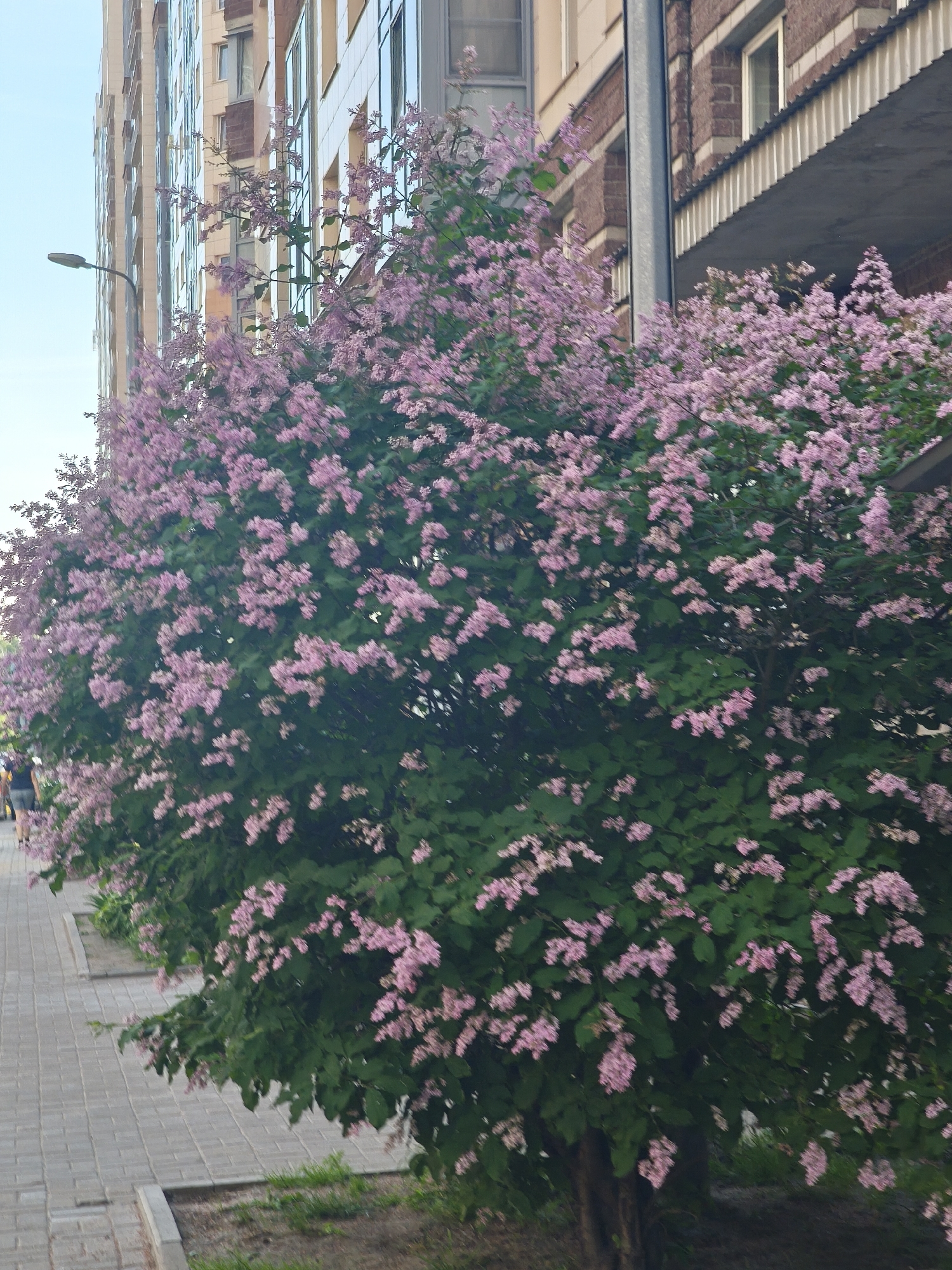 The image shows a flowering tree with pink blossoms situated next to a paved walkway and a multi-story building. The building appears to be made of brick and has many windows. A street lamp is visible on the left side of the image. A person is partially visible walking on the walkway to the left. The scene is outdoors, with a clear sky overhead. The overall impression is an urban setting with abundant greenery and blooming flowers.