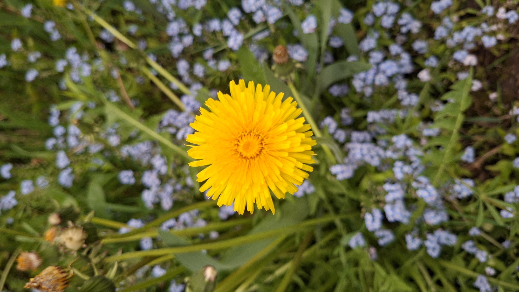 A close-up shot shows a vibrant yellow dandelion flower in full bloom, centered within a patch of green grass interspersed with small, light blue forget-me-not flowers. The scene appears to be set outdoors, possibly within a garden or field in the Забалоцкі сельскі Савет region of Belarus. Other faded dandelions can be seen on the bottom left of the image.