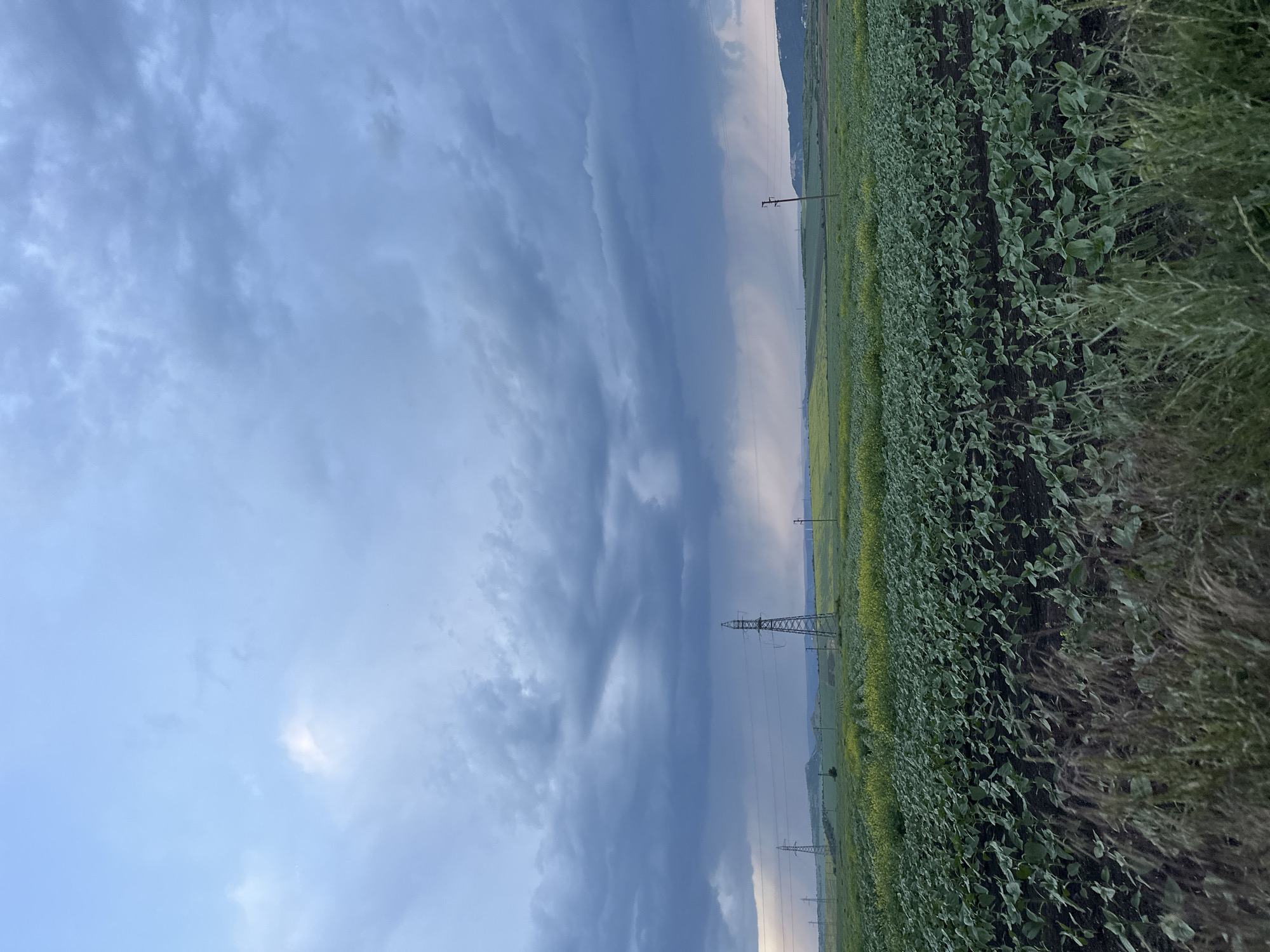 The image depicts a rural landscape in or near Jitnitsa, Bulgaria. A field of crops, mostly sunflowers and some weeds, occupies the right side of the frame. In the background, a low mountain range can be seen. Power lines and towers stretch across the field, disappearing into the distance. The sky dominates the left side of the image, filled with dramatic, layered clouds. The light suggests the scene is captured either in the early morning or late evening.