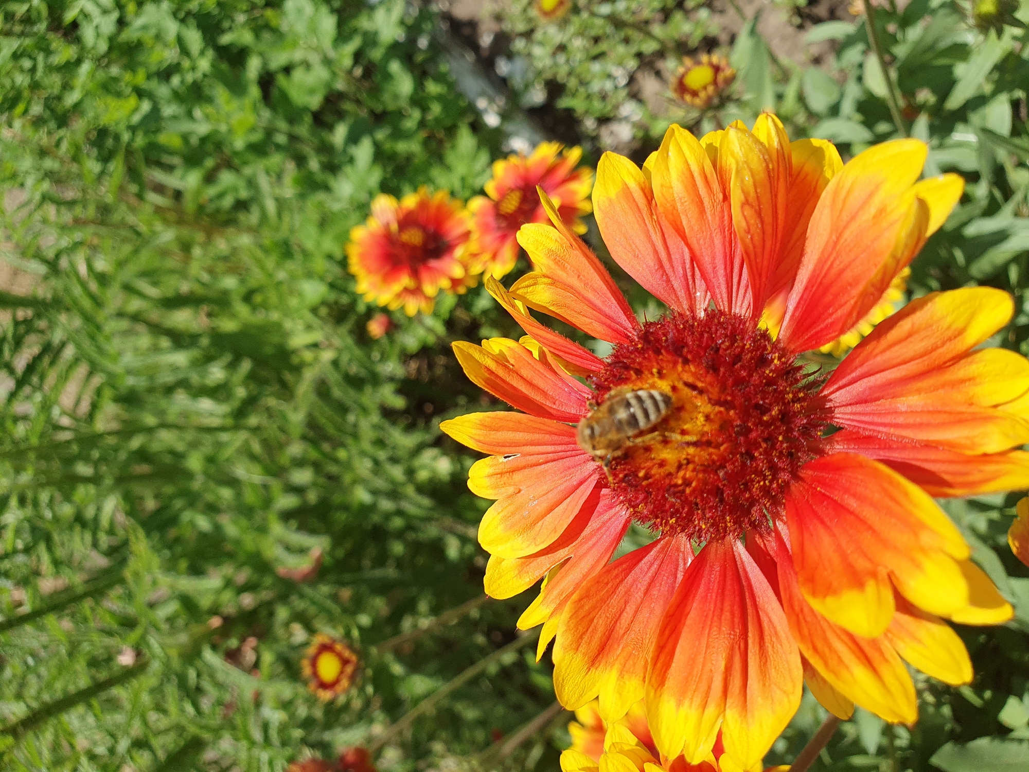 An overhead, close-up shot captures a bee perched on the vibrant orange and yellow petals of a blooming flower. The flower, in sharp focus, is positioned in the foreground, with its detailed textures and gradients of color clearly visible. The bee, with its striped abdomen and wings, is centrally located on the flower's face. In the background, out of focus, are more of the same flowers, a profusion of green foliage, and hints of dry earth, suggesting a garden or natural setting. The lighting indicates a bright, sunny day. The image was taken in Novoivanivka, Ukraine.
