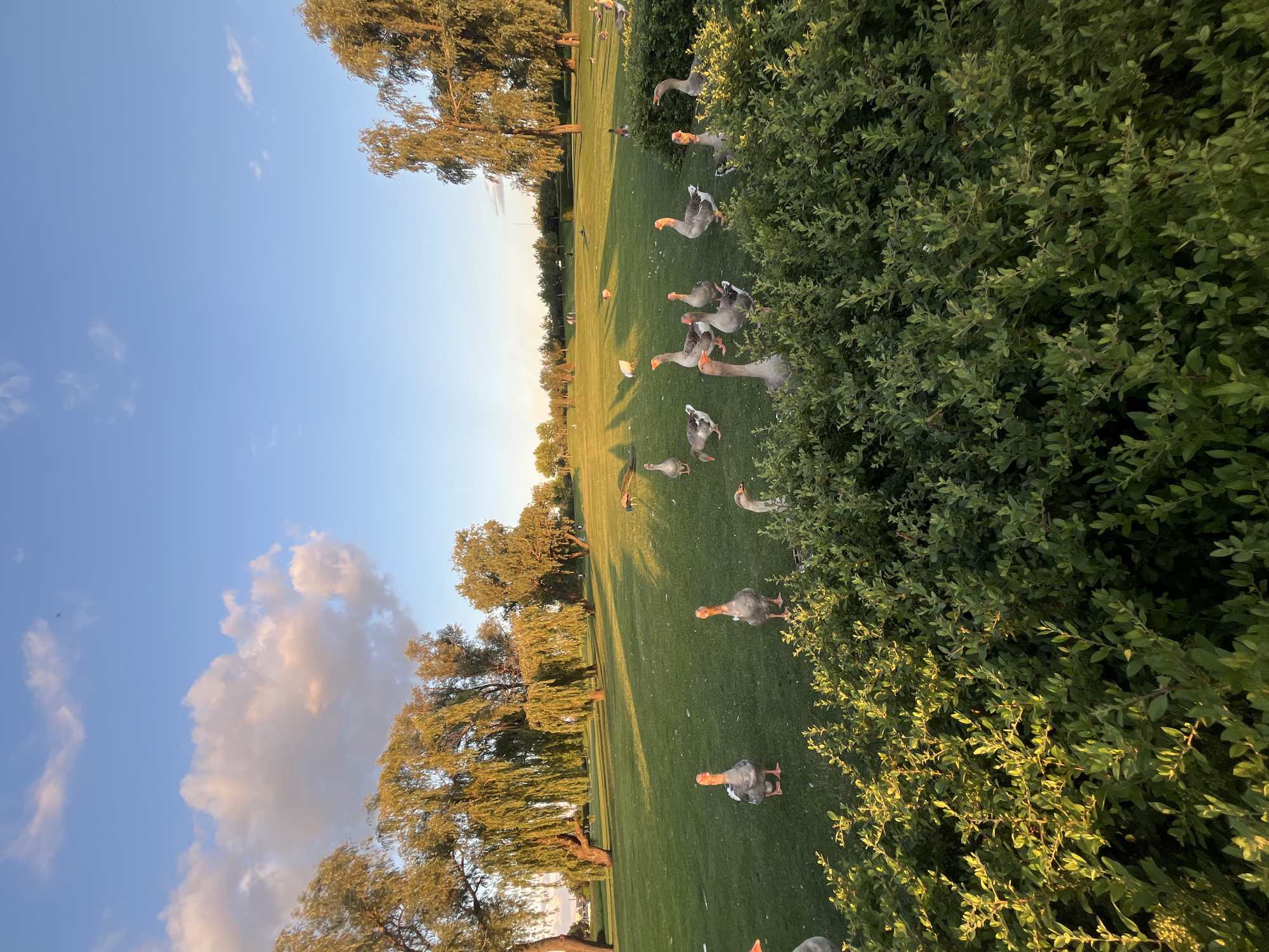 A flock of grey geese stands on a well-maintained green lawn, dotted with scattered white feathers, under a clear blue sky with scattered white clouds. The geese, with orange beaks and legs, are positioned both in the foreground and across the middle ground of the image. In the background, tall trees with drooping branches cast long shadows across the lawn. The scene appears to be a park or a golf course, illuminated by the warm light of a setting sun, likely in the city of Dnipro, Ukraine, given its characteristic landscape. No people are visible in the image.