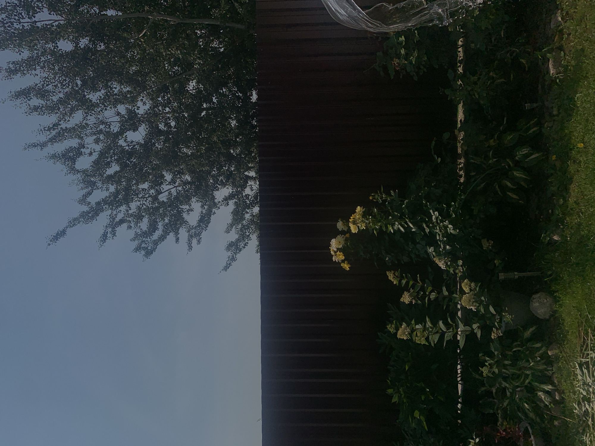 The image depicts a backyard scene with a dark brown corrugated metal fence running horizontally across the middle ground. Above the fence, a clear blue sky is visible, with the upper branches of a large, leafy tree extending from the right side of the frame into the sky. In the foreground, lush green grass covers the ground. To the left of the fence, a dense arrangement of various green plants and foliage is visible. In the center of the frame, a cluster of flowering plants with pale yellow blossoms stands out against the darker greenery. A single, weathered grey stone rests on the grass near the base of the flowering plants. To the far right of the frame, a translucent, curved object, possibly part of a watering system or a decorative element, enters the frame from the right. The overall setting appears to be a private garden area.