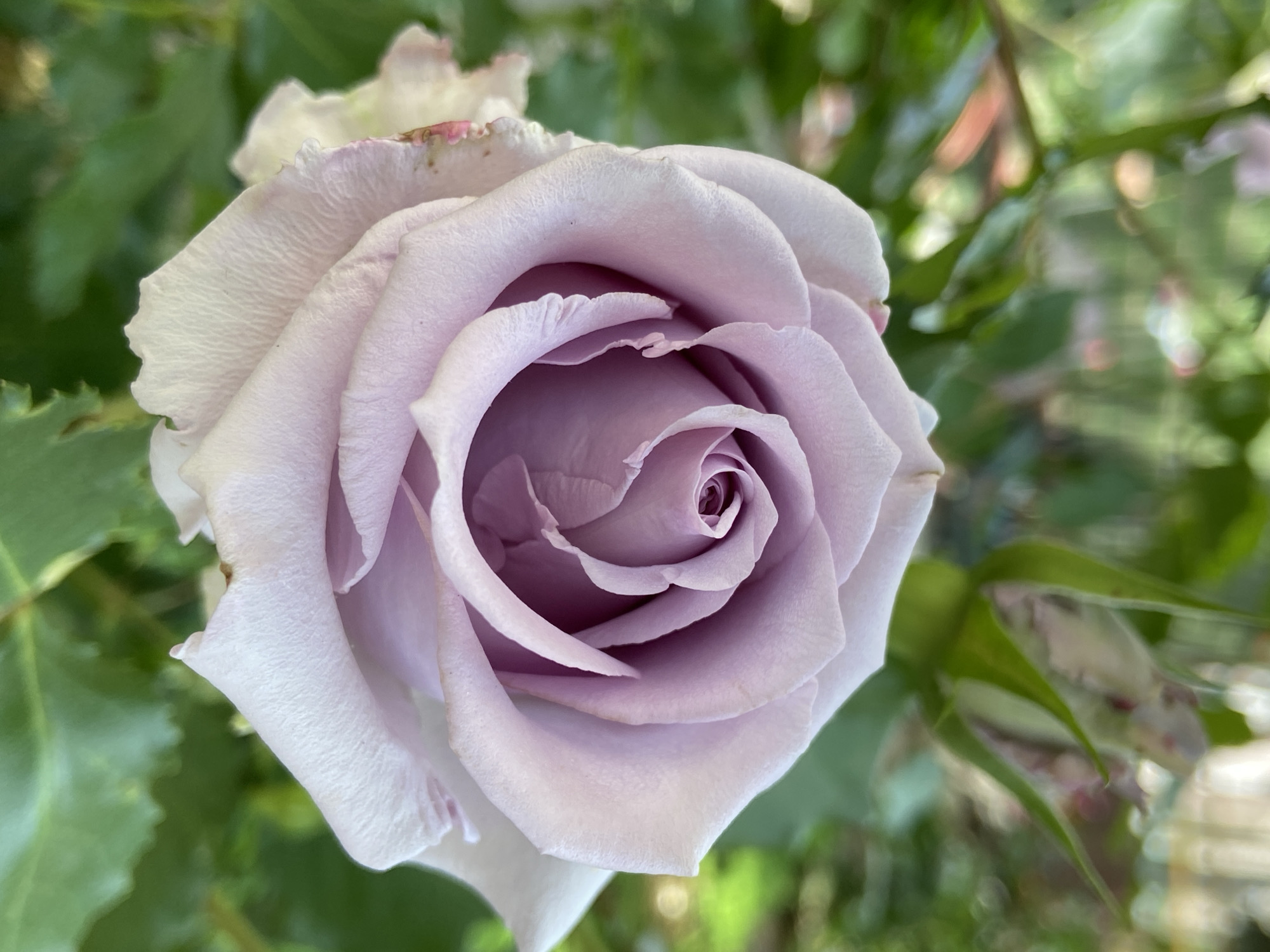 A close-up photograph shows a blooming, light purple rose with tightly-wound petals at its center. The rose is the primary focus, surrounded by blurred green foliage. The rose appears to be outdoors, potentially in a garden or park setting. The city and specific location are not discernible from the image.