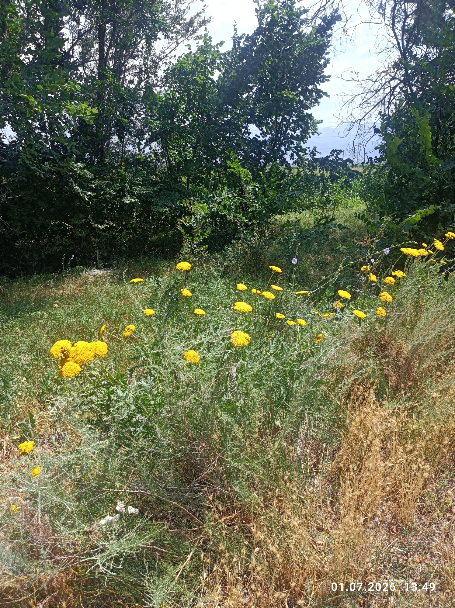 This media file depicts an outdoor scene filled with vegetation under a bright sky, suggesting it was captured during the daytime. The foreground is dominated by a patch of vibrant yellow flowers, likely yarrow or a similar species, growing amidst dry grasses and other green plants. The flowers are clustered and appear in various stages of bloom. Behind the flowers, the scene transitions to a dense area of green trees and foliage, creating a natural backdrop. The sky is visible through gaps in the branches of some of the trees, appearing somewhat hazy or overcast.
The overall setting appears to be a natural, uncultivated area, possibly a field or the edge of a wooded region. The presence of dry grasses and the types of plants suggest a warm-weather environment. The lighting indicates it is likely midday, with the sun casting a bright illumination on the scene.
There is a date and time stamp in the lower right corner of the image: "01.07.2026 13:49". No people or specific objects are identifiable, other than the natural flora. The scene evokes a sense of peacefulness and natural beauty. The location context provided is Chüy, Kyrgyzstan.