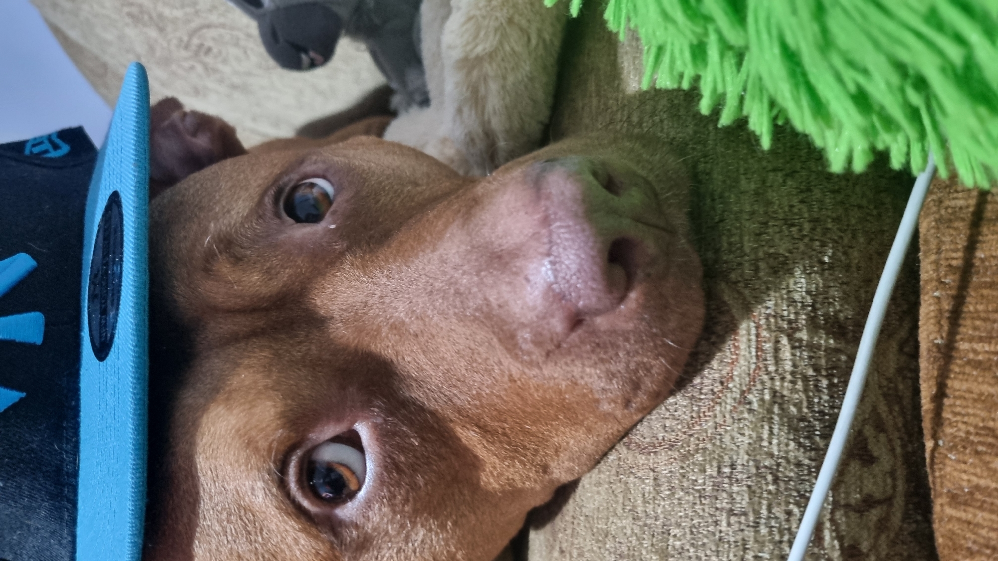 A close-up, rotated photograph captures a brown dog lying on its side, looking directly at the camera with wide, expressive eyes. The dog's reddish-brown fur, moist nose, and alert gaze are prominent in the foreground. Its ears are partially visible behind its head.
The setting appears to be indoors, likely on a piece of furniture such as a couch or bed, characterized by a textured, light brown or gold fabric that serves as the background. To the left of the dog's head, part of a blue object, possibly the brim of a baseball cap, is visible. It features some dark markings or a logo on its inner edge and lighter blue patterns on its main surface, though no specific text is legible.
In the upper background, behind the dog's head, are fragments of what appear to be stuffed animals: a light beige, plush limb (possibly from a teddy bear) and a dark grey, fuzzy shape. To the upper right, a vibrant green, shaggy or fuzzy object, resembling a duster or a fluffy toy, hangs into the frame. A thin, white rod extends downwards from beneath this green object. Another section of brown, textured fabric is visible on the far right edge of the image.
The dog's intense stare and the close-up, slightly unusual angle create a sense of direct engagement or curiosity from the animal. The lighting suggests an indoor environment, possibly with light coming from above or the front, highlighting the textures of the fur and fabric.