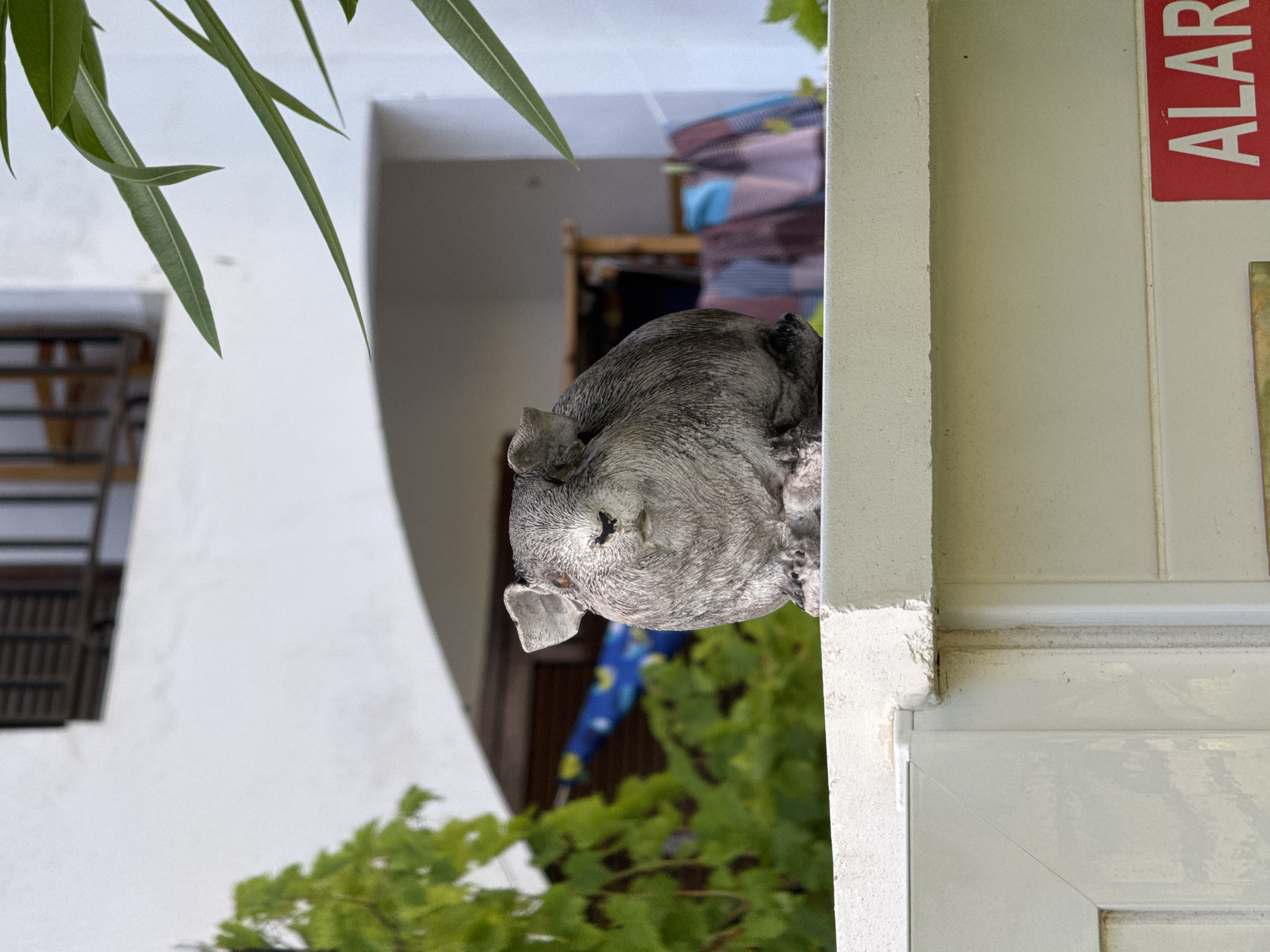 A gray, textured garden statue of a guinea pig is perched on a white concrete wall, with a white gate visible below. In the background, a white building with wooden shutters is visible, along with lush green foliage and laundry hanging out to dry. A red sign with the word "ALAR" in white letters is partially visible at the bottom right of the image. The scene appears to be an outdoor setting in a residential area, possibly a courtyard or garden, in Torrevieja, Spain.