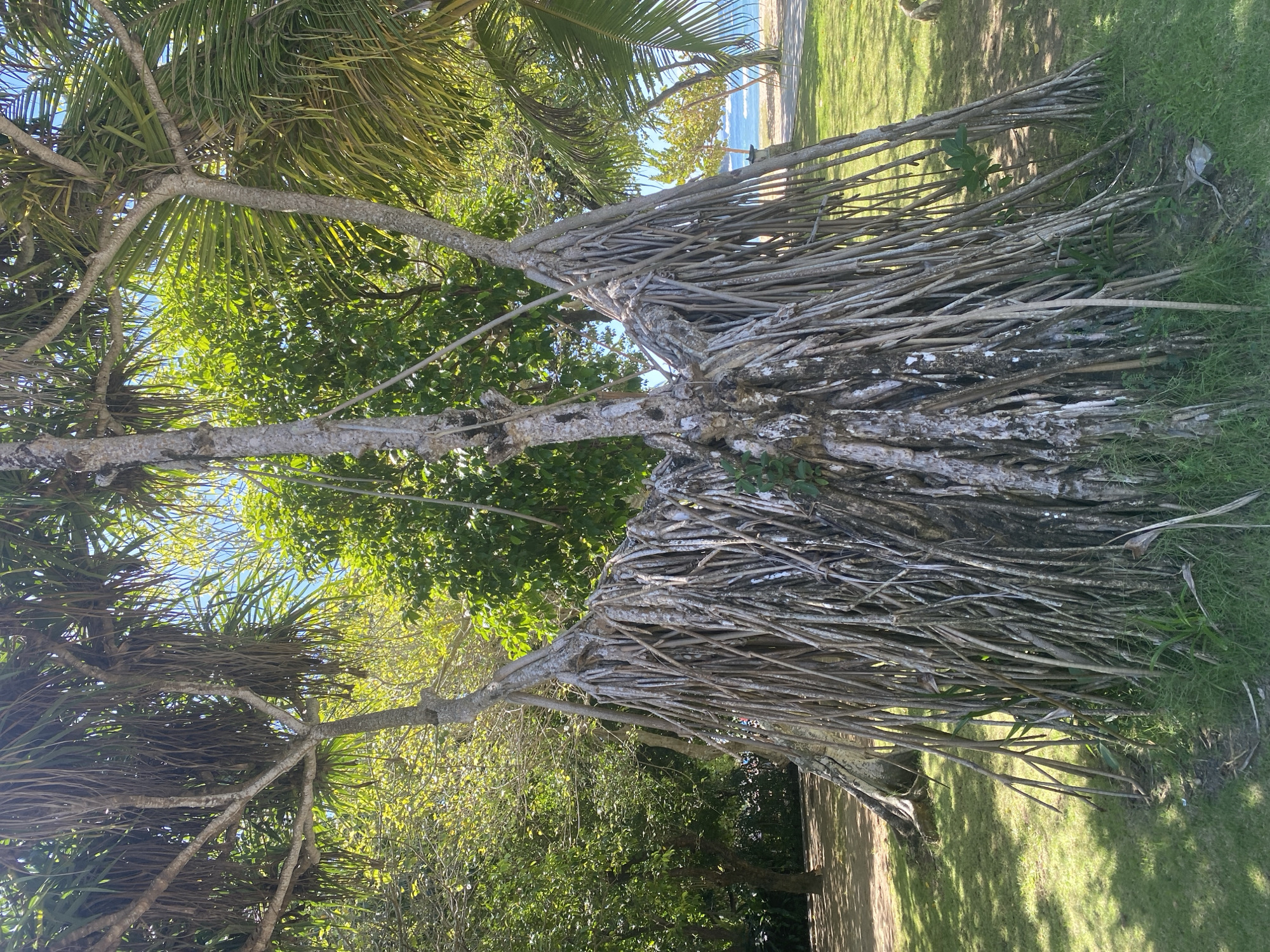 The image shows a Pandanus tectorius tree located in Kuta Selatan, Indonesia. The tree has a tall, slender trunk with many exposed prop roots spreading out from the base. The prop roots are grayish-brown and extend along the ground into the surrounding green grass. The tree has branches with long, thin, green leaves. In the background, there is a view of a beach with sand and blue water. The sky is visible through the foliage.