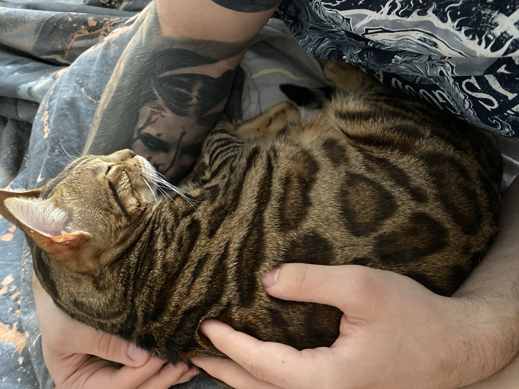 A brown tabby cat, possibly a Bengal breed given its distinctive spotted and striped fur pattern, is captured resting comfortably, curled up in a person's embrace. The cat's head is gently tilted back, revealing its white whiskers and the light brown interior of its right ear, suggesting it is either asleep or deeply relaxed.
A person's hands and forearms are visible, cradling the animal. One hand softly supports the cat's body. A prominent tattoo covers a significant portion of the person's upper forearm, depicting a dramatic face, possibly resembling a character like the Joker, with dark eyes, visible features, and streaks of red pigment suggestive of blood or elaborate makeup. This arm is partially covered by a dark, patterned sleeve. Behind the tattooed arm and the cat, a patterned fabric, likely bedding or a blanket, is visible. This fabric features dark grey and white abstract designs, and partial letters like "S" and "ERS" can be discerned within its pattern.
The scene conveys a moment of calm and affection, with the cat appearing peaceful and secure. The setting is indoors, implying a cozy environment such as a home. No specific time of day is indicated by the lighting. This affectionate interaction takes place in Chaikovsky, Russia.