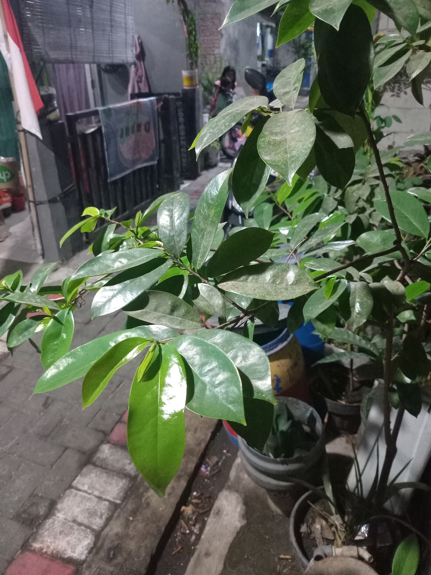 The image depicts an outdoor scene, likely a residential area or alleyway in Semarang, Indonesia, at night. The foreground is dominated by the lush green foliage of a plant, with several broad, glossy leaves extending into the frame. Some leaves are brightly lit, reflecting the artificial light source. The plant appears to be in a pot, with its branches and stems visible.
In the background, there are signs of urban activity. A red and white Indonesian flag is visible on the left, hanging from what appears to be a building or structure with a slatted blind. A metal railing or fence runs across the middle ground, behind which a poster with text and a fruit graphic is displayed. To the right of the railing, several large black objects, possibly trash bins or storage containers, are present, with a serial number or code printed vertically on one of them.
The ground is paved with interlocking bricks, forming a pathway that is slightly damp. Further in the background, other potted plants and containers are visible, suggesting a collection of various plants. A person, partially obscured, can be seen near a motorcycle in the middle-left of the background. The overall lighting is dim, with strong artificial light highlighting the plant in the foreground, creating a contrast between light and shadow. The environment appears to be an unpaved area adjacent to a paved walkway, common in urban settings.