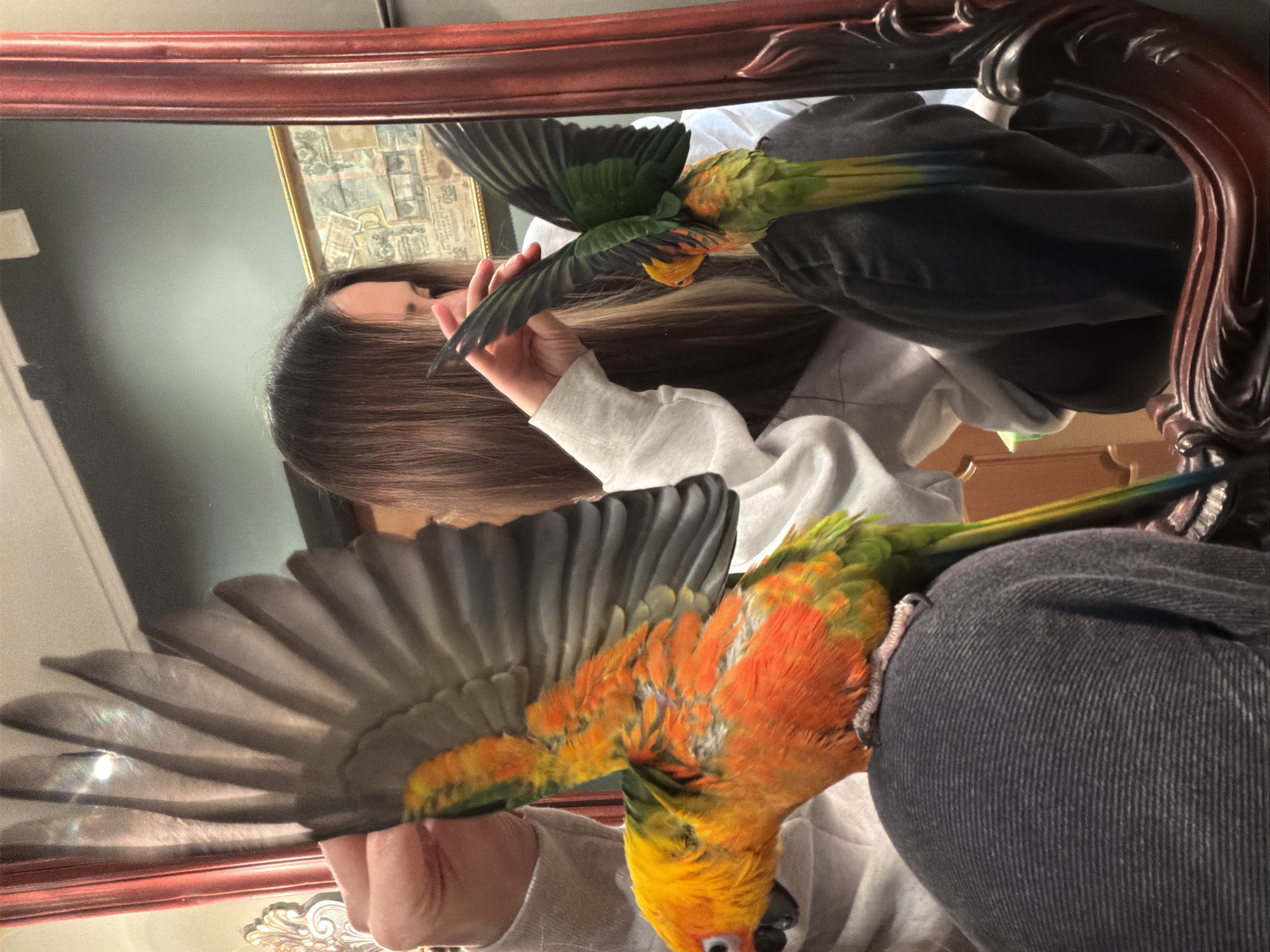 The image depicts an indoor scene in Khimki, Russia, featuring a person interacting with a parrot. A vibrant orange, yellow, and green Sun Conure parrot is perched on the upper arm or shoulder of an individual wearing a light-colored long-sleeved top and dark trousers. The parrot's wings are partially extended upwards, displaying greyish-black undersides and colorful upper plumage. The individual's right hand is positioned near the parrot's extended wing.
The scene is viewed through a large, ornate mirror with a dark, reddish-brown carved wooden frame. The mirror's reflection shows the upper torso and head of the person, with long brown hair, and the mirrored image of the parrot. The reflected parrot also exhibits partially extended wings, revealing dark green primary feathers and a green back and tail.
The environment visible in the mirror's reflection includes a pale blue-grey wall, a framed picture with a gold border (depicting what appears to be a map or historical document), and a partial view of a red curtain to the left of the mirror. A glint of light on the parrot's wing suggests artificial illumination.