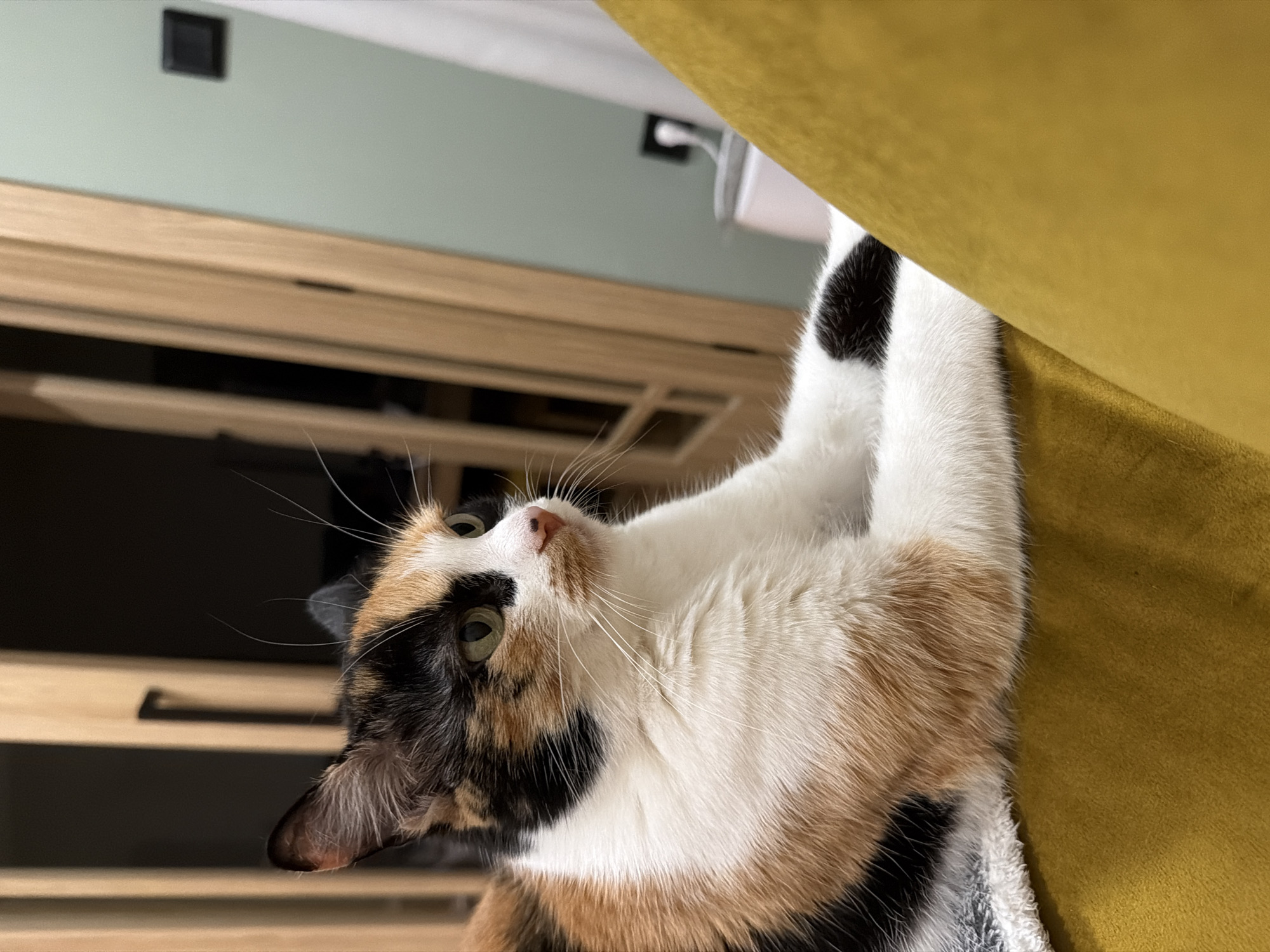 This close-up, low-angle indoor shot features a calico cat engaged in an activity. The cat, with its distinctive white, black, and ginger fur patches, is seen reaching upwards, with its front paws gripping the upholstered side of a mustard-yellow sofa or chair, which occupies the right portion of the frame. Its body is predominantly white and ginger, with a black patch on one of its front legs. The cat's head, adorned with white, black, and ginger markings, is tilted upwards, revealing its green eyes and pink nose as it gazes intently towards the upper left. Prominent white whiskers fan out from its face.
The background consists of a light-mint green wall situated above light-colored wooden furniture, possibly a shelf unit or cabinet. A small black square object is mounted on the green wall in the upper left, and another light-colored object, potentially a cable or fixture, is faintly visible behind the yellow furniture towards the top right. The lighting is soft, suggesting an indoor setting during daytime. The scene conveys a playful or curious moment for the cat, possibly attempting to climb or interact with the furniture. The location context is Varna, Bulgaria, though no specific cues for this are visible within the image itself. No text is visible.