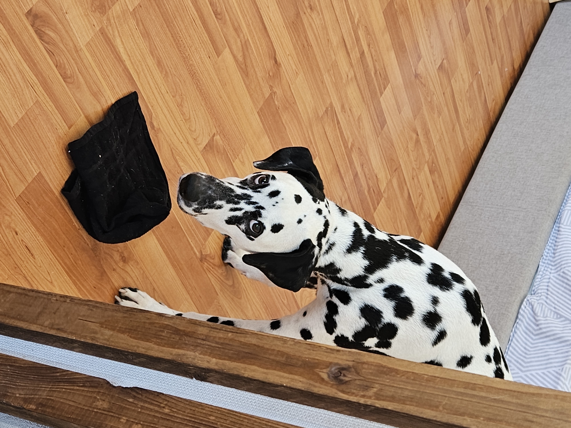 An indoor scene in Chaikovsky, Russia, depicts a Dalmatian dog standing on a light brown laminate floor. The dog, characterized by white fur with prominent black spots, has its head lowered, directing its gaze towards a crumpled black fabric item situated on the floor directly in front of it. This fabric item, possibly a sock or small garment, has light-colored fibers visible on its surface. In the background to the left, a portion of a grey fabric-upholstered bed frame is visible, partially covered by a white and light blue patterned sheet. A vertical element of dark wood, likely part of furniture, occupies the right foreground, partially obscuring the dog's right side. The dog's posture indicates an action of sniffing or close examination of the black fabric item. No other subjects are visible.