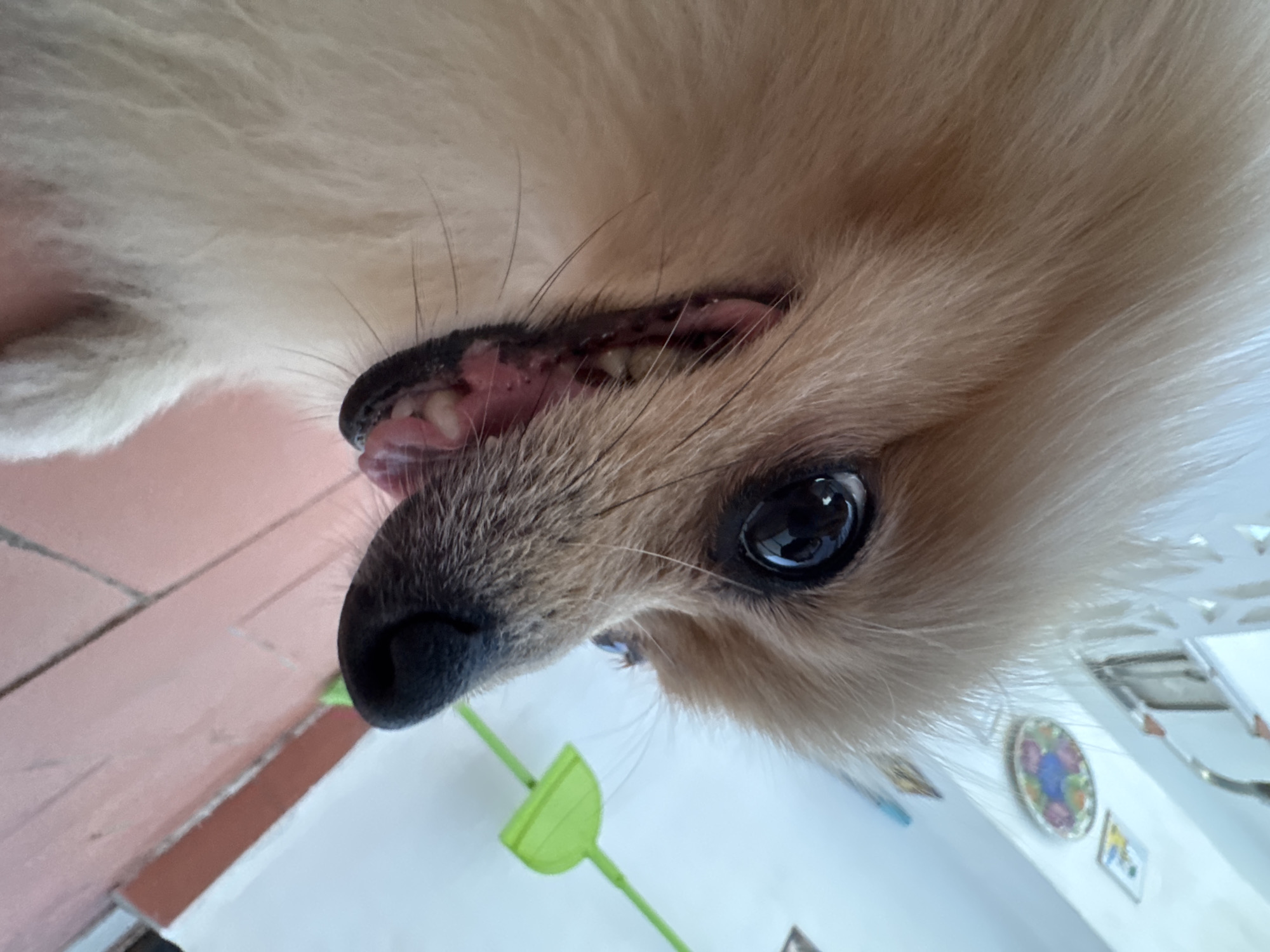A close-up, low-angle shot captures a Pomeranian dog's face, primarily focusing on its snout and eye. The dog's fur is light brown and fluffy. Its left eye is large, dark, and reflects light. The snout is black, and its mouth is slightly open, revealing small, white teeth and pink gums. The background is blurred, showing a tiled floor and a white wall with some decorative elements, possibly in a residential setting. There are no discernible landmarks or specific elements that would definitively place this image in Torrevieja, Spain. The image is an informal, personal photograph.