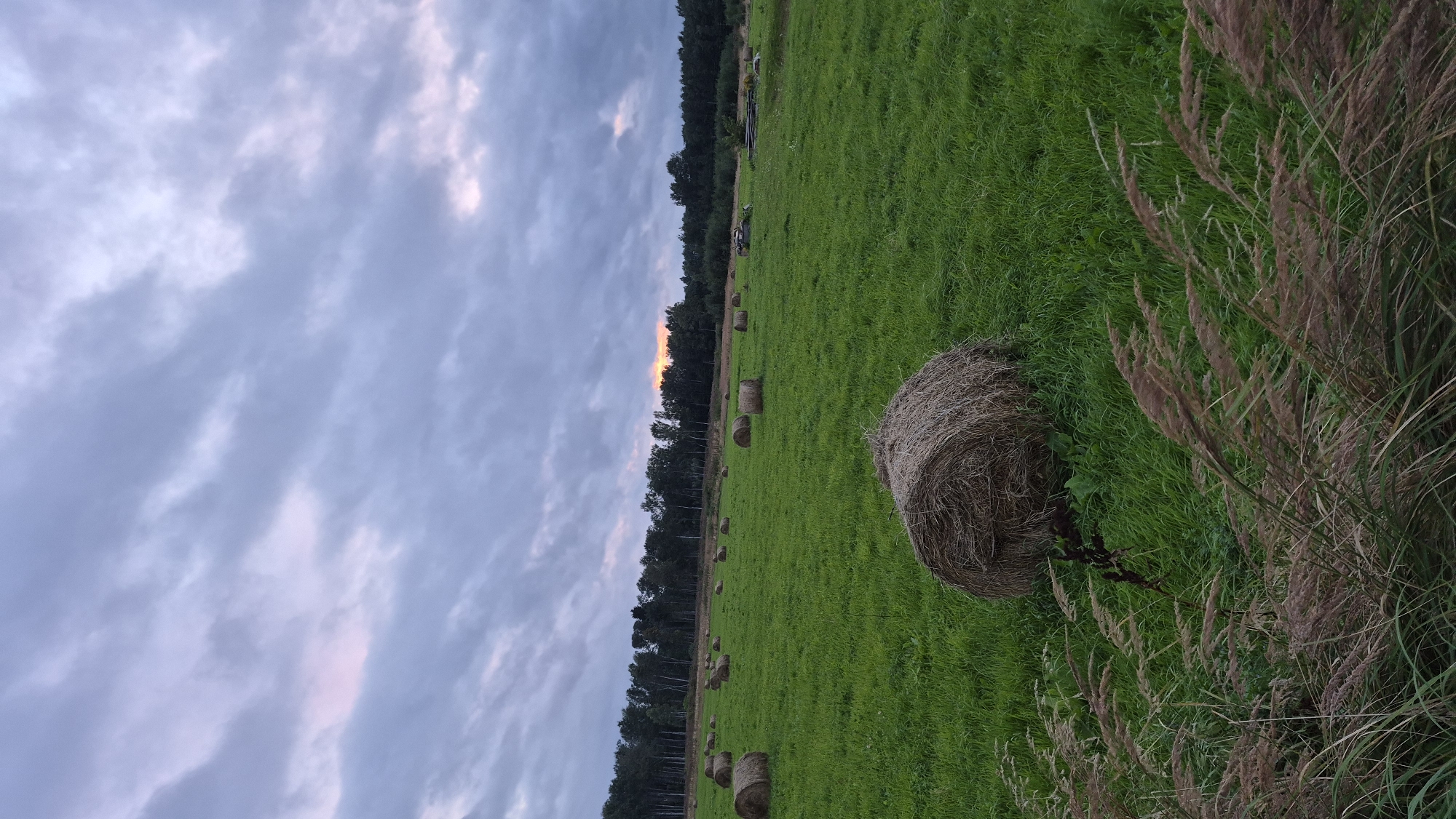 A rural landscape in Krauja, Latvia, is depicted under a cloudy, overcast sky at dusk. The foreground features tall, wind-blown grasses in shades of green and brown. Dominating the mid-ground is a large, round bale of hay, resting on a vibrant green grassy field dotted with numerous smaller hay bales scattered across the expanse. In the background, a dense line of trees forms a dark border, with the horizon pierced by a sliver of orange light, suggesting the setting sun. A few indistinct objects, possibly farm equipment, are visible near the tree line. The scene is tranquil and evokes a sense of harvested fields and approaching evening.