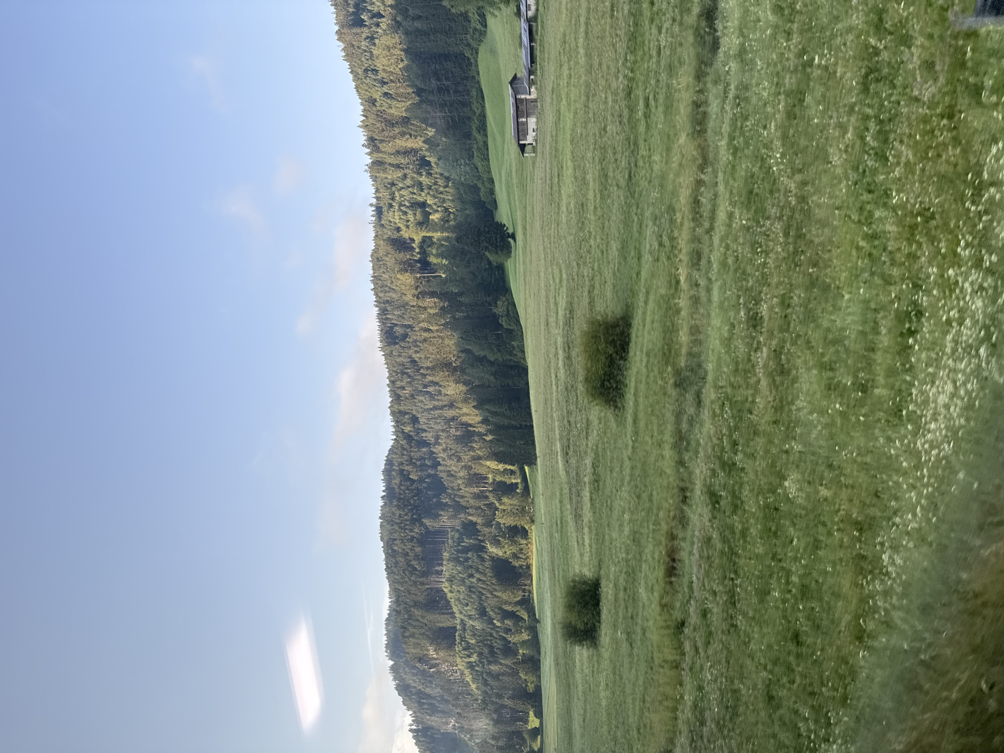 The image depicts a pastoral landscape under a clear blue sky with a few wispy clouds. In the foreground, a green meadow is dotted with small white wildflowers. Two dark green bushes are visible in the middle ground, and beyond them, a gentle slope leads up to a wooded hillside. A cluster of trees, mostly coniferous, densely covers the hillside, with lighter green patches suggesting clearings or younger growth. On the right side of the slope, near the treeline, are two rustic wooden structures, possibly barns or small houses, with dark roofs. The overall impression is one of serene, natural beauty in a rural setting. The location is not San Lugano, Italy.