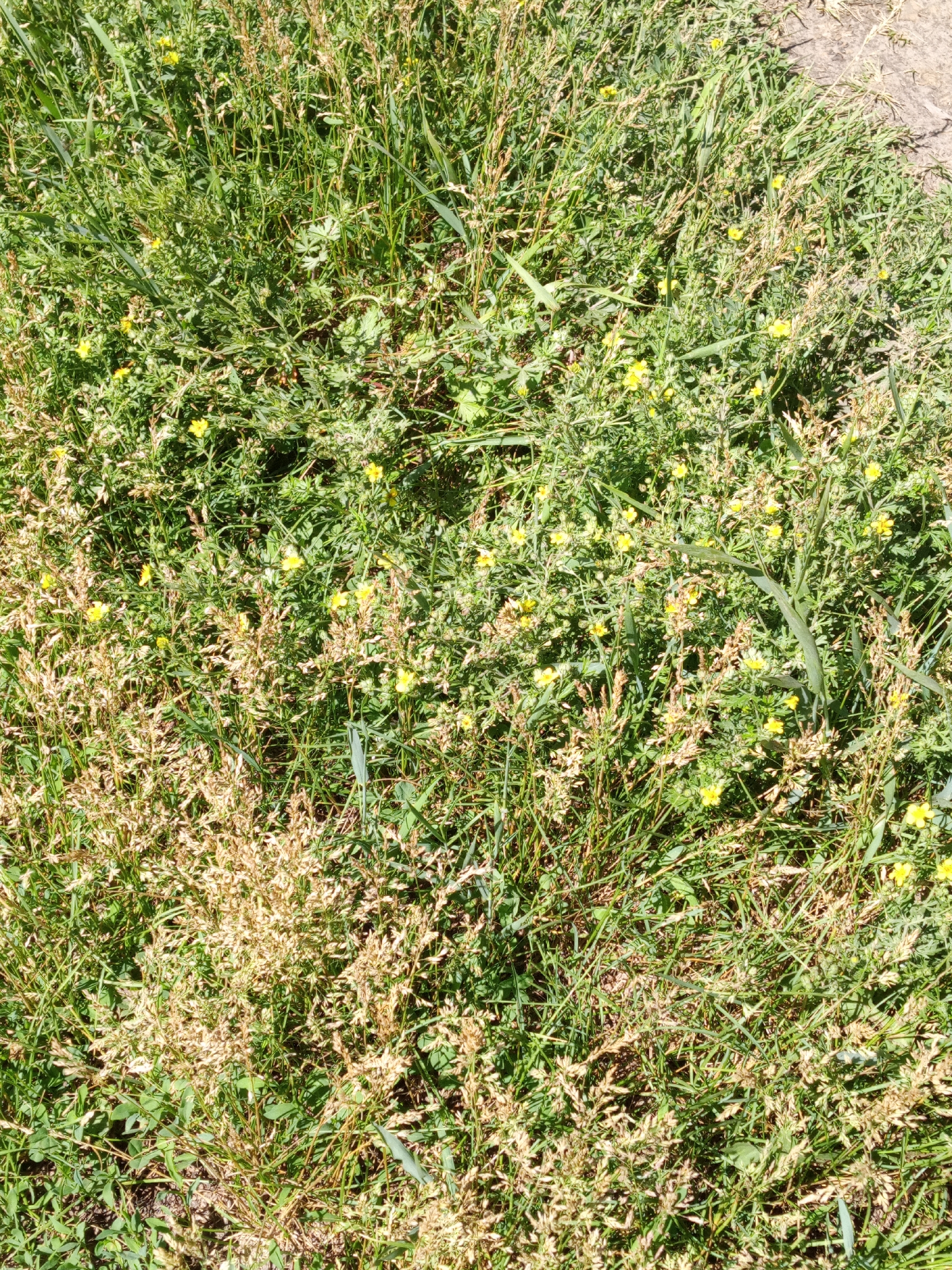 The image shows a close-up, overhead view of a patch of ground covered in green grass, brown dried vegetation, and small yellow wildflowers. The vegetation is dense and appears to be growing in a natural, untended area. Sunlight is casting shadows, indicating it is daytime. There is a rough, light-colored surface, possibly a dirt path or a large stone, visible in the upper right portion of the frame. No people or man-made objects are apparent. The scene is located in an outdoor environment, likely a park, field, or roadside.
