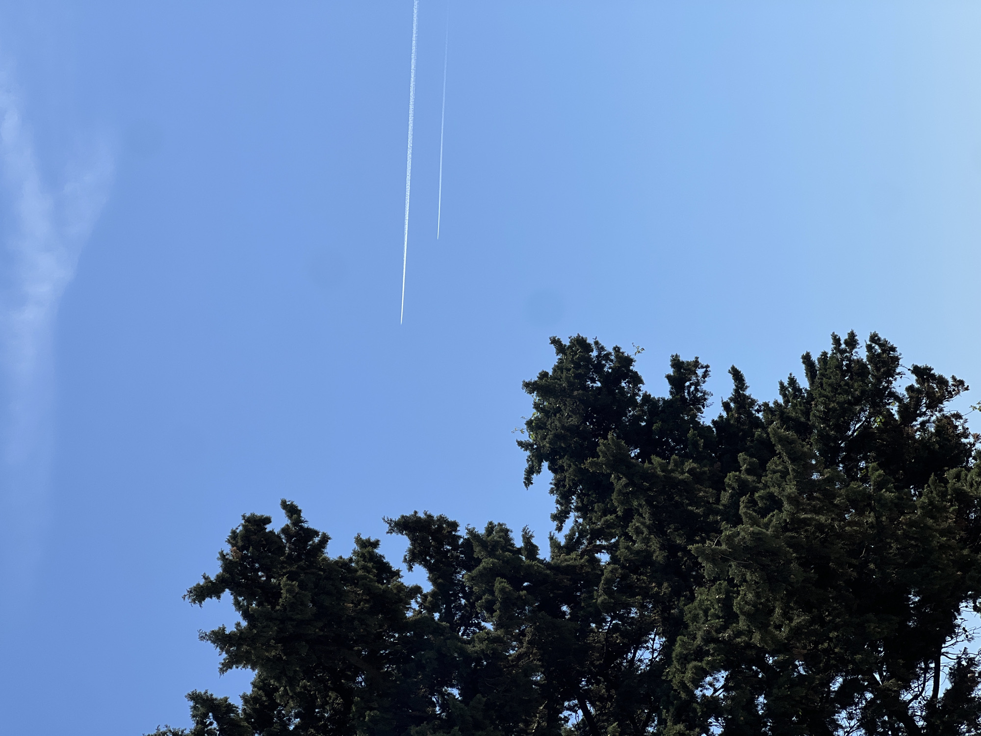 The image captures an upward view of a clear blue sky, dominated by two white airplane contrails and the dense, dark green foliage of evergreen trees. The contrails streak diagonally across the upper left and center of the frame, indicating air traffic. The longer, more prominent contrail runs from the top edge towards the middle of the frame, while a shorter, fainter one is visible to its right.
The sky is a vibrant, uniform blue, suggesting bright daylight and fair weather. A very faint, wispy cloud formation is just visible along the left edge of the sky. The tops of the trees occupy the bottom and right portions of the photograph, providing a strong contrast with the bright sky. Their branches and leaves are tightly packed, appearing almost black in the shadows, though some lighter green tips are discernible. The perspective suggests the photograph was taken from beneath or beside these tall trees, looking upwards towards the vast expanse of the sky. There is no visible text or human activity. The scene conveys a serene, clear daytime moment. The location context indicates this image was taken in Budva, Montenegro.