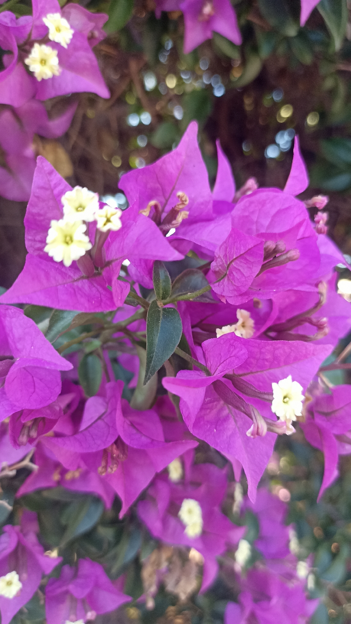 A close-up, vibrant photograph captures a cluster of blooming bougainvillea flowers. The dominant feature is the numerous fuchsia-purple bracts, often mistaken for petals, which are arranged in overlapping layers. Nestled within these colorful bracts are the plant's true flowers, appearing as small, delicate blooms with creamy white or pale yellow petals and a greenish-yellow center. Some of these true flowers are more developed, while others are still in bud form.
Dark green leaves with visible veins are interspersed among the purple bracts, providing a natural contrast. The lighting is soft and even, highlighting the texture of both the bracts and the leaves. The background is softly blurred, creating a bokeh effect with diffuse circles of light and shadow, indicating more foliage and perhaps distant light sources, which adds depth to the image. There is no visible activity or text in the image.