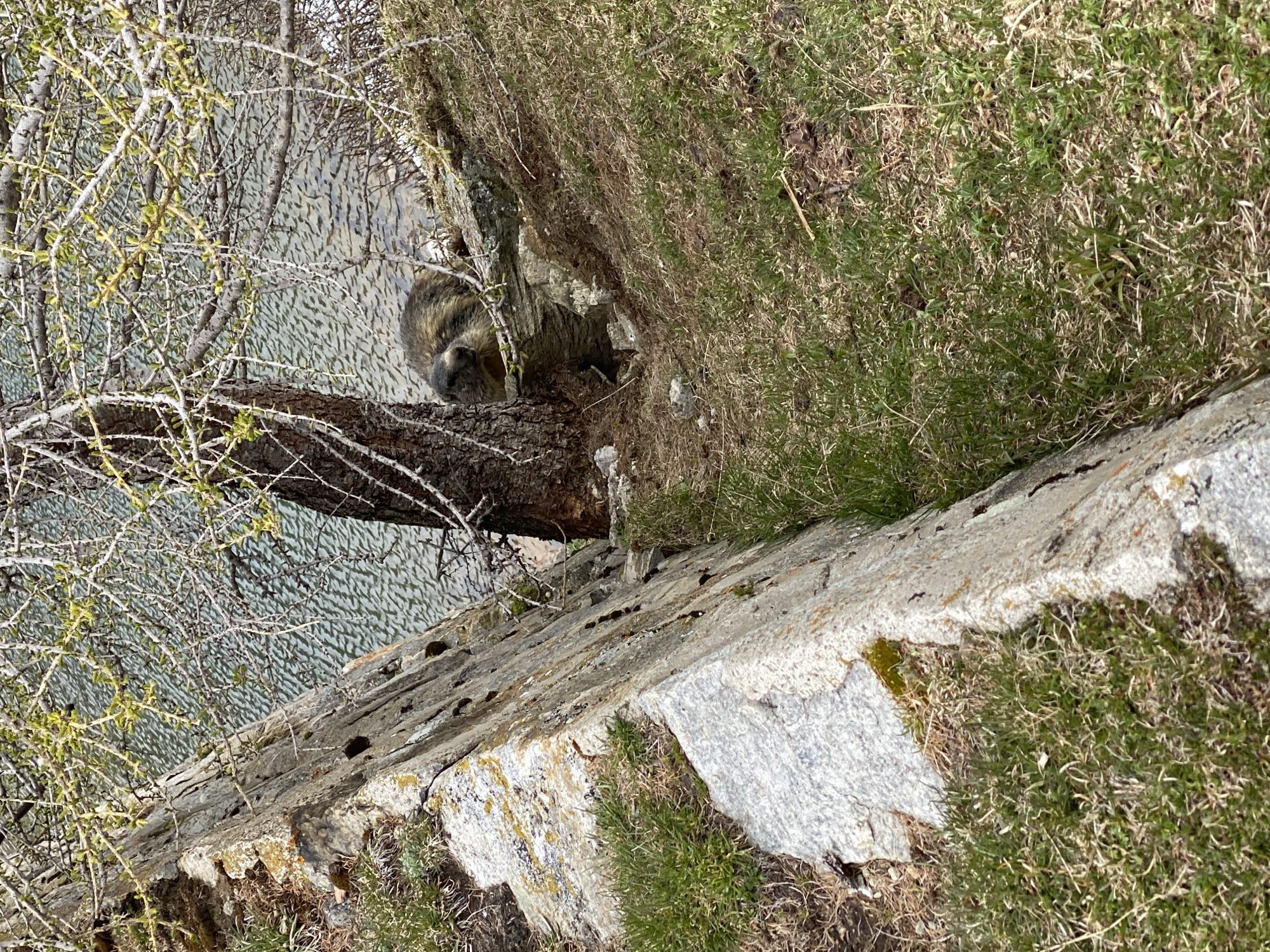A photograph taken in Baceno, Italy shows an animal, possibly a marmot, in a rocky, grassy area near water and trees. The animal is positioned on a tree branch that extends over a stone retaining wall. The background features water with slight ripples, suggesting a lake or pond, with bare branches of trees visible in the upper left. Grass and moss cover the rocky terrain, giving the impression of a natural setting adjacent to a constructed wall or embankment. The scene is outdoors in natural daylight.