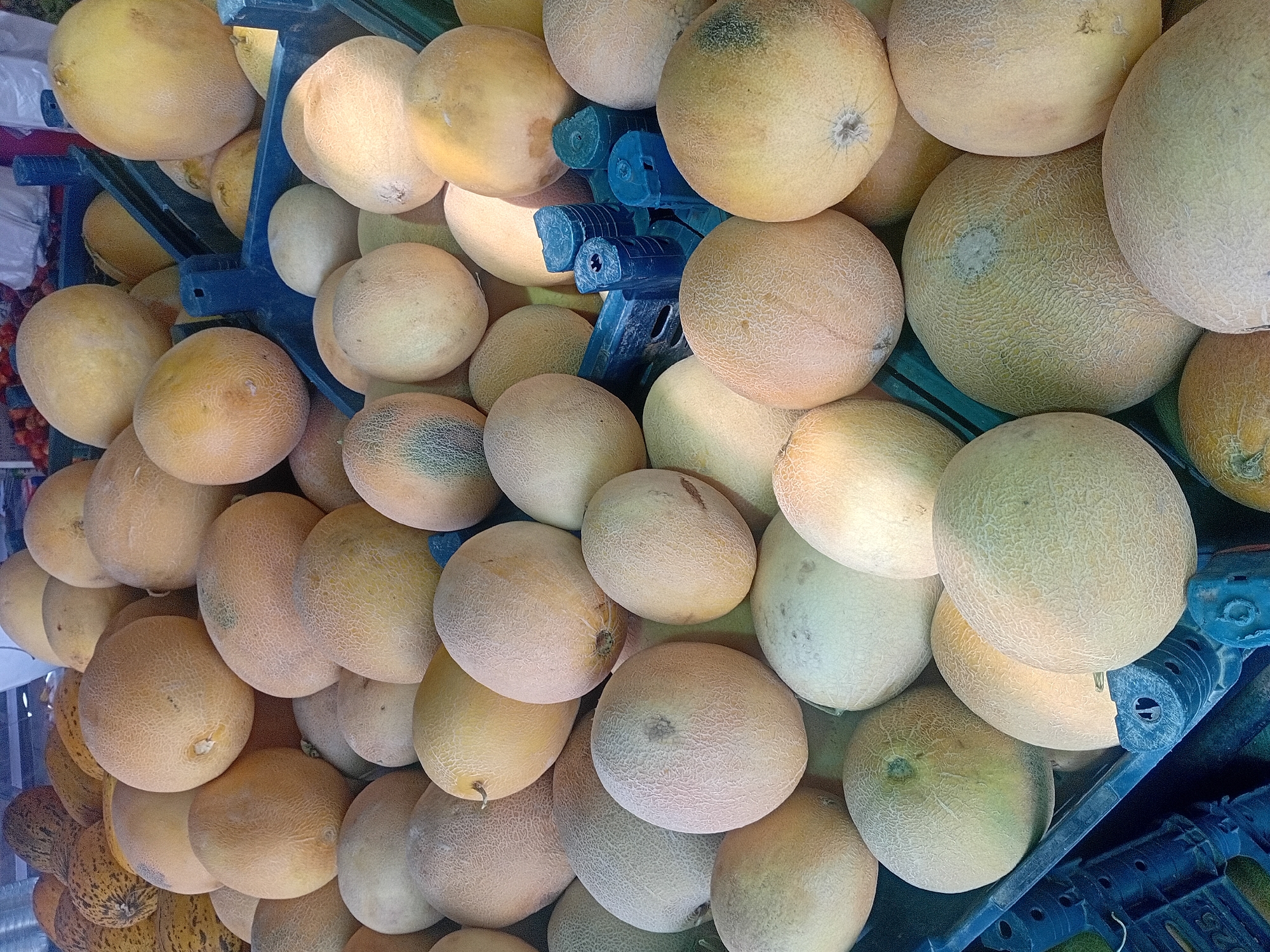 A market stall in Onikişubat, Turkey, is overflowing with a large variety of cantaloupe melons. The melons are predominantly light orange and yellow, with some exhibiting faint green striping. They are piled high in plastic crates and directly on the surface, creating a vibrant display. The crates are a dark blue plastic, and some are visible supporting the stacked melons. The lighting suggests an outdoor or well-lit indoor market environment. The melons are the sole focus of the image, with no people or other produce visible.