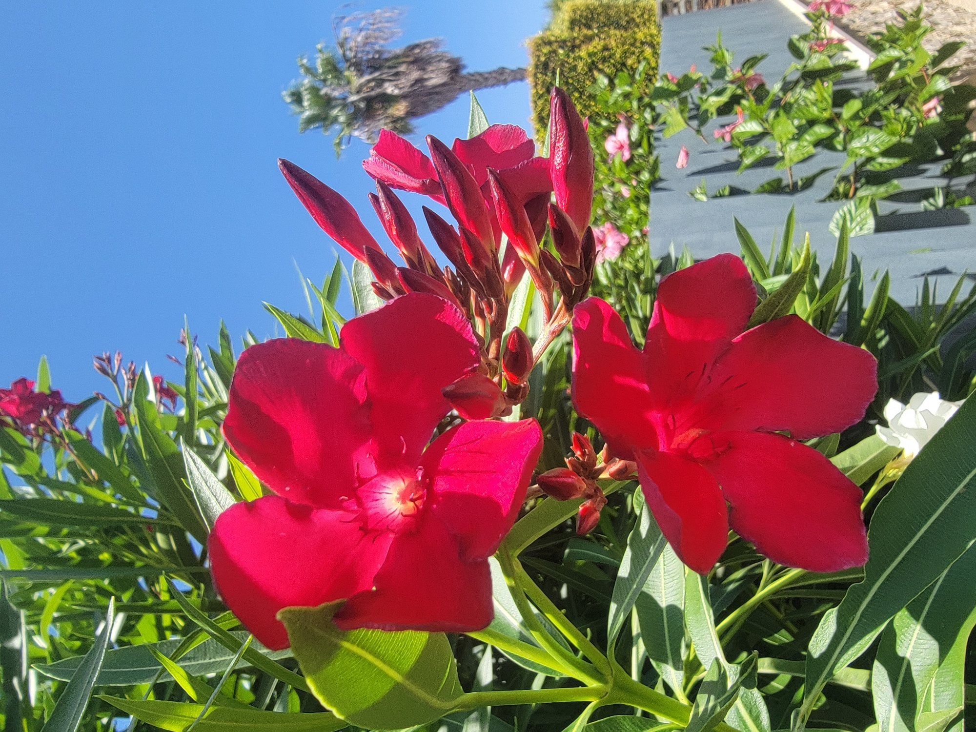 The image shows a close-up of vibrant red flowers, likely oleander, blooming in a garden setting. The flowers are in sharp focus, with lush green foliage surrounding them. In the background, a blurry palm tree stands against a clear blue sky. A portion of a grey fence is visible, suggesting a residential or public garden. The overall scene evokes a warm, sunny day in a Mediterranean climate. The presence of oleander, a common plant in southern Europe, and the distinctive palm tree strongly suggest a location like Quarteira, Portugal, known for its coastal gardens and subtropical flora.