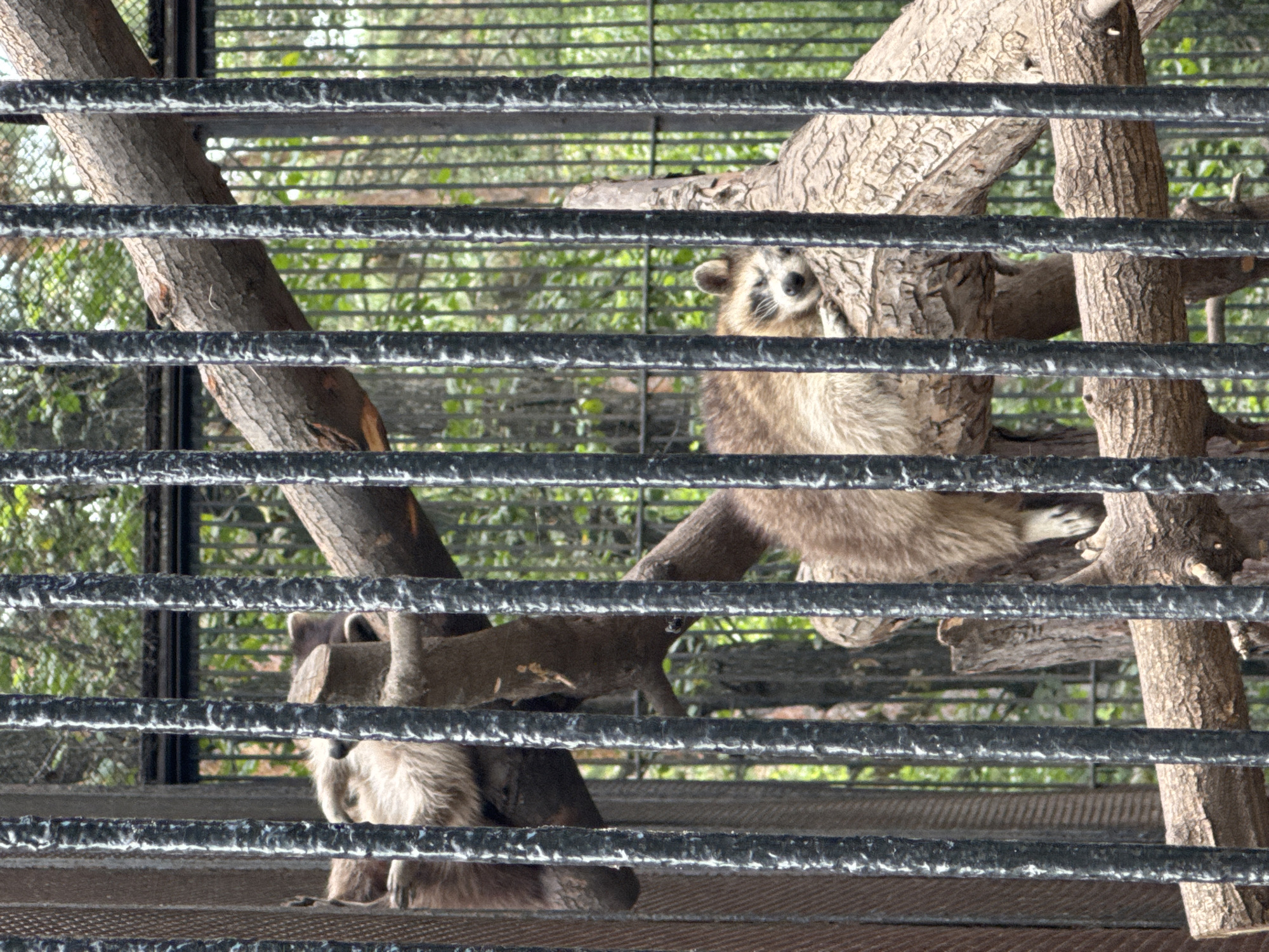The image shows two raccoons in an enclosure with a metal cage in the foreground. The raccoons are resting on tree branches within the enclosure. The background shows trees and foliage, suggesting an outdoor environment. The overall scene is likely within a zoo or wildlife park. The question about the location in the city of Novosibirsk, Russia cannot be answered from the image content itself.