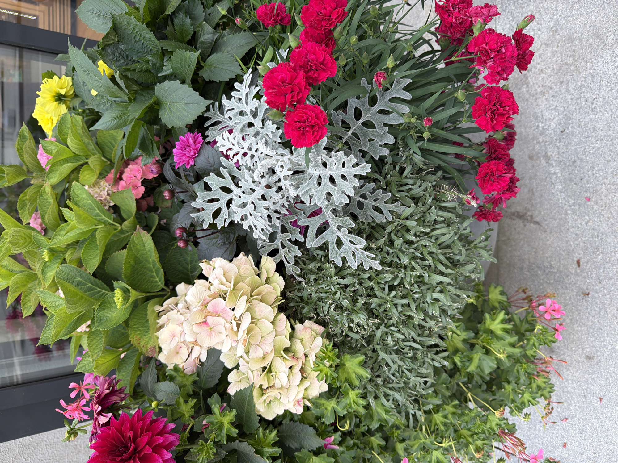 An outdoor planter filled with a variety of blooming flowers and foliage is positioned against a building with a dark-framed window. The planter contains bright pink dahlias, pale pink and cream-colored hydrangeas, yellow dahlias, red carnations, and a silvery, fern-like plant. Green leaves of various shapes and sizes are interspersed throughout. The planter rests on a grey, speckled concrete surface. The scene is static and there are no people or animals present. There is no information available to determine the specific location in the city of Yekaterinburg, Russia.