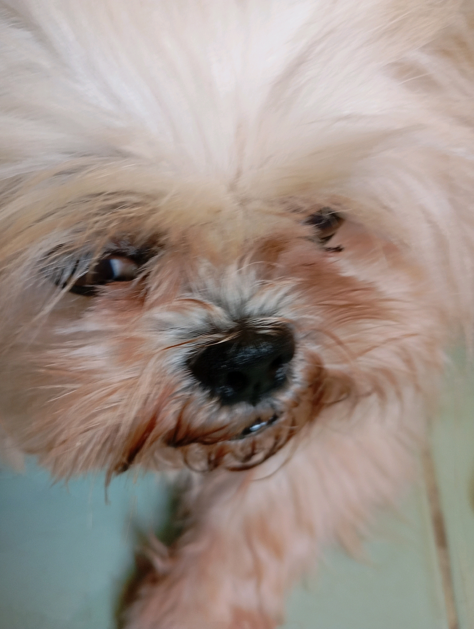 A close-up, slightly blurred, eye-level portrait of a small, light-colored dog. The dog's face is predominantly covered in fluffy, light brown and cream-colored fur. Its black nose is visible in the center, and one of its dark eyes is clearly discernible on the left side of the image. The right eye is partially obscured by fur. The background is out of focus and appears to be a pale, greenish-blue surface, possibly a wall or floor. There are no people or other objects clearly identifiable in the scene. The image does not provide any information that can be used to determine its location in the city of Balikpapan, Indonesia.