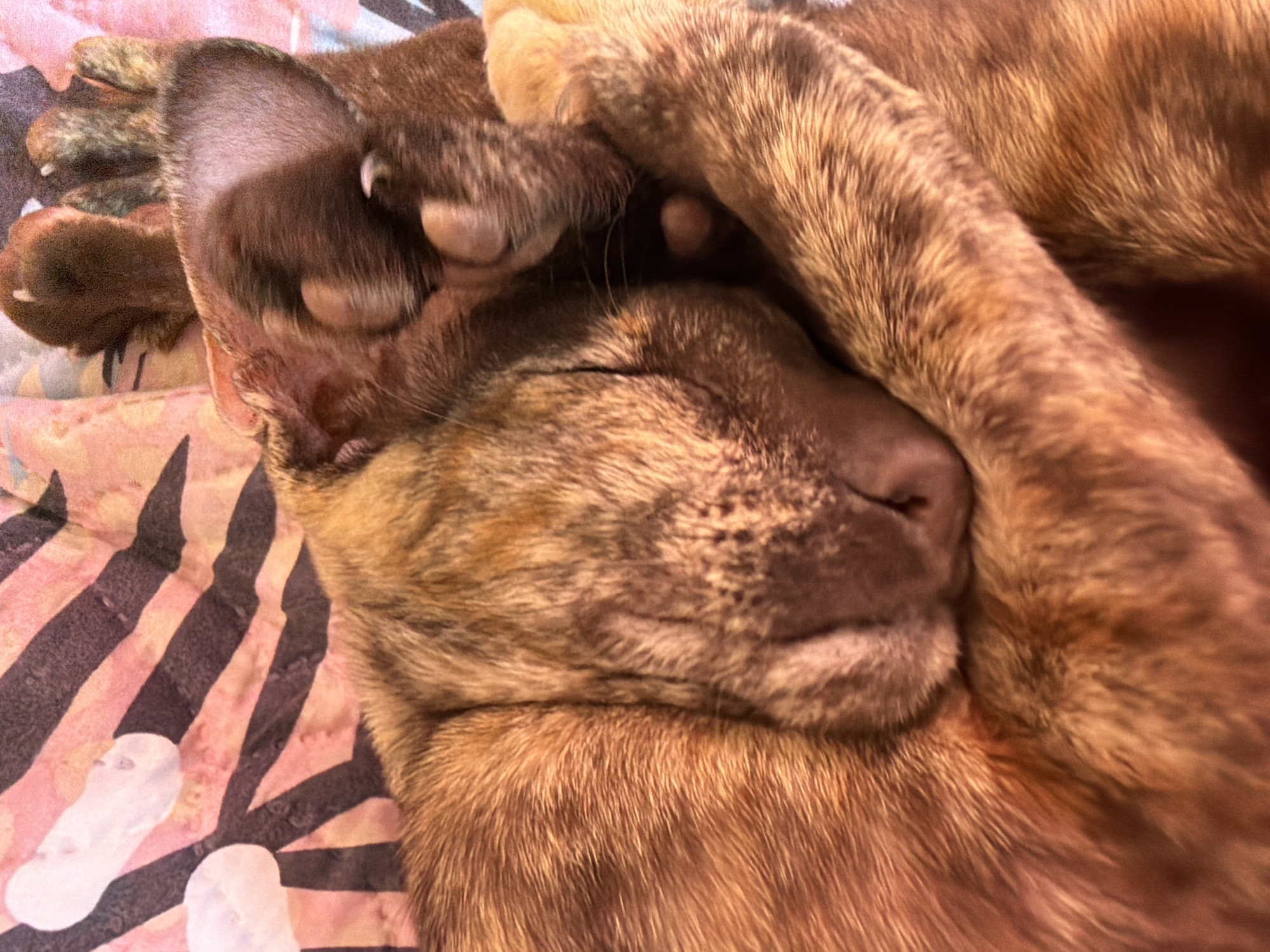A close-up, indoor shot features a brown tabby cat curled up on a patterned blanket. The cat is sleeping with its paws covering its face. The blanket has a striped pattern. The location in the city of Chaikovsky, Russia, is unknown.