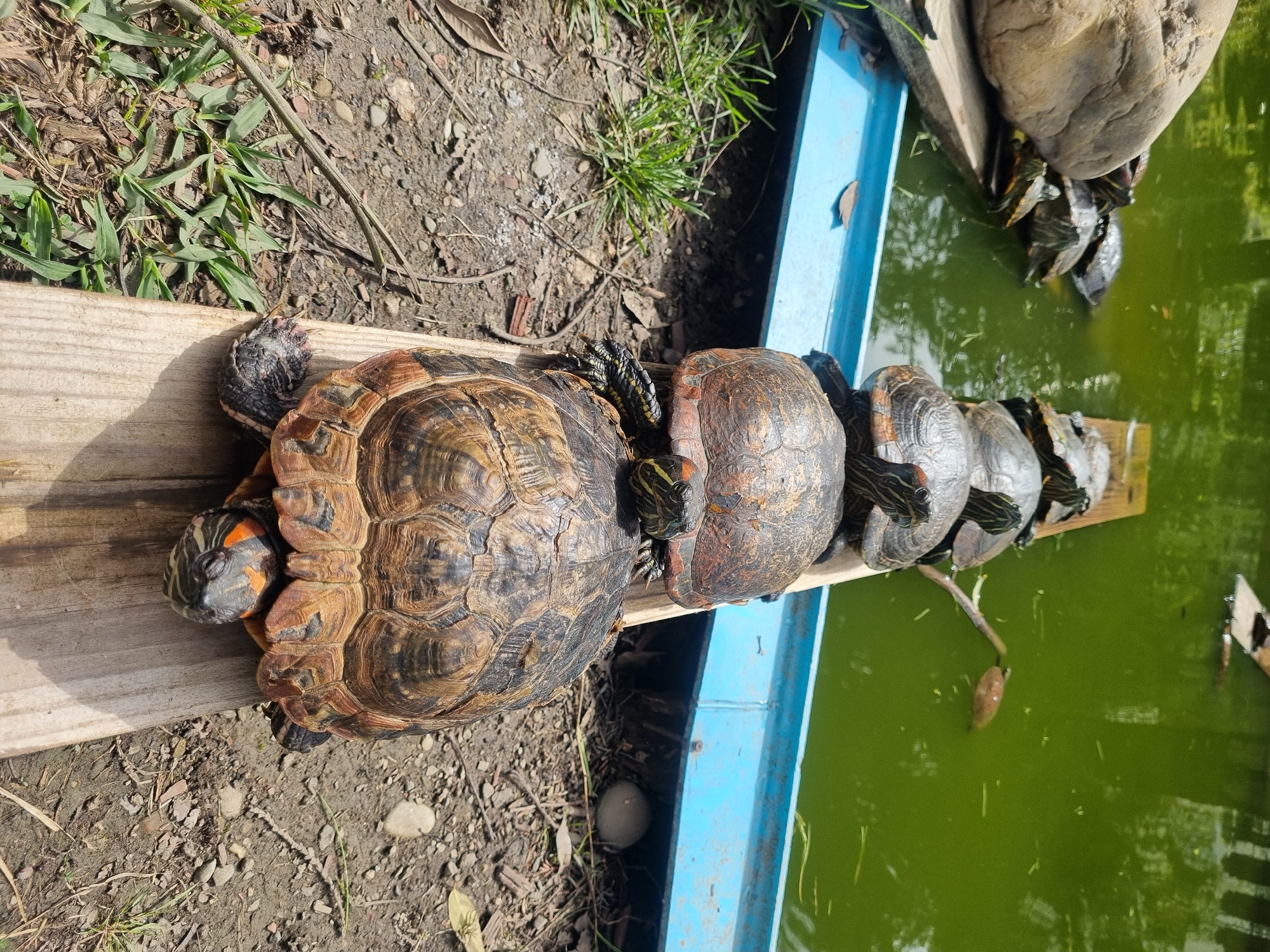 A cluster of Red-Eared Slider turtles are basking on a wooden plank that runs adjacent to a green-water pool bordered by a blue-painted edge, outside in a sunny location. Six turtles, oriented head-to-tail, line the plank in a row. More turtles bask on a larger rock in the pool. The surrounding ground shows a mix of dirt, grass, and small stones. The location is Sochi, Russia.