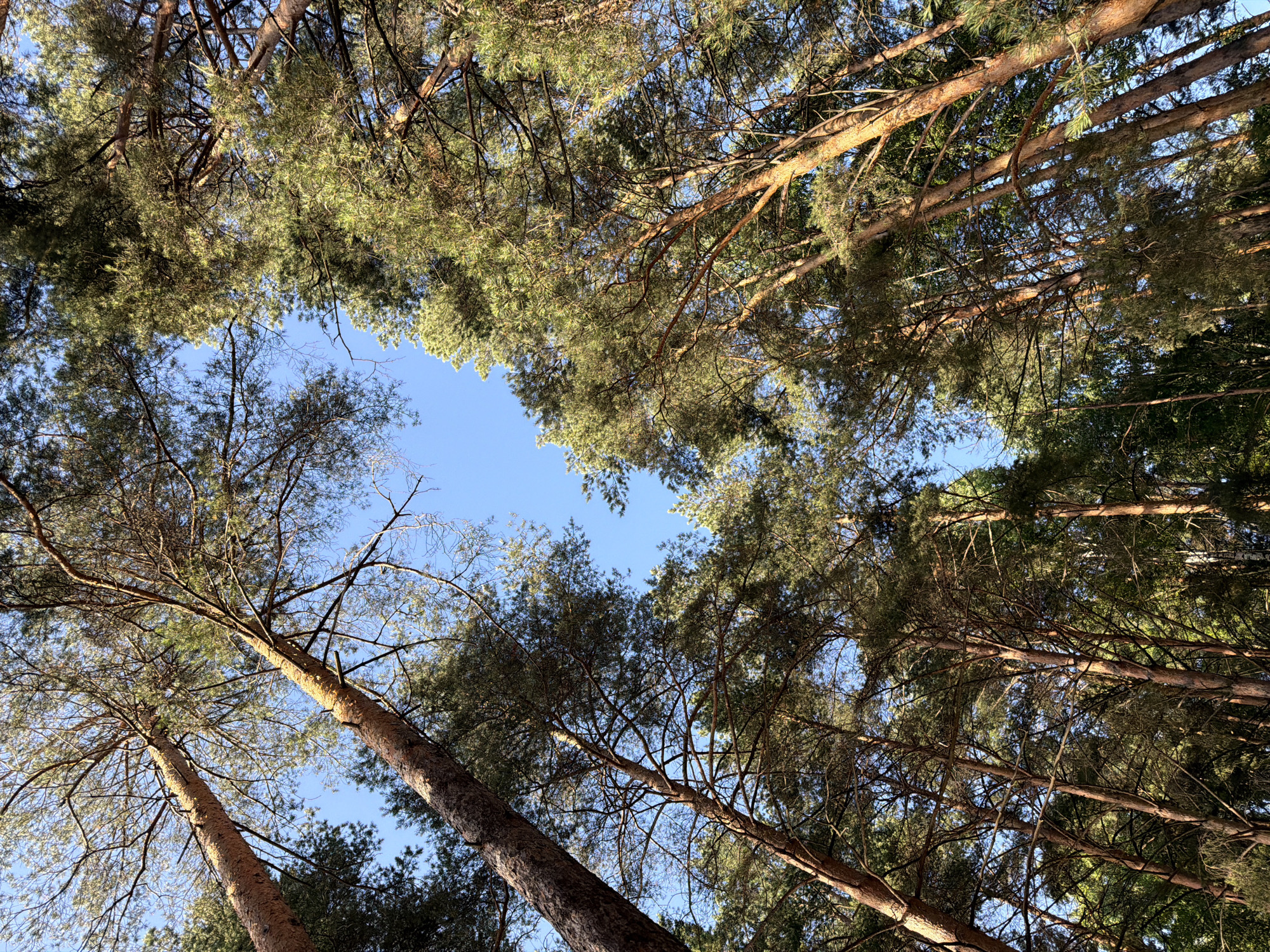 The image shows a low-angle view looking up through the canopy of a pine forest. Tall, slender pine trees with rough, reddish-brown bark dominate the scene, their branches and needles creating a dense network against a clear blue sky. Sunlight filters through the foliage, casting dappled light and shadows. The forest appears to be located in a natural setting, with no signs of urban infrastructure or human activity visible in the frame. It is not possible to determine the specific location within the city of Chaikovsky, Russia, from the visual information provided.