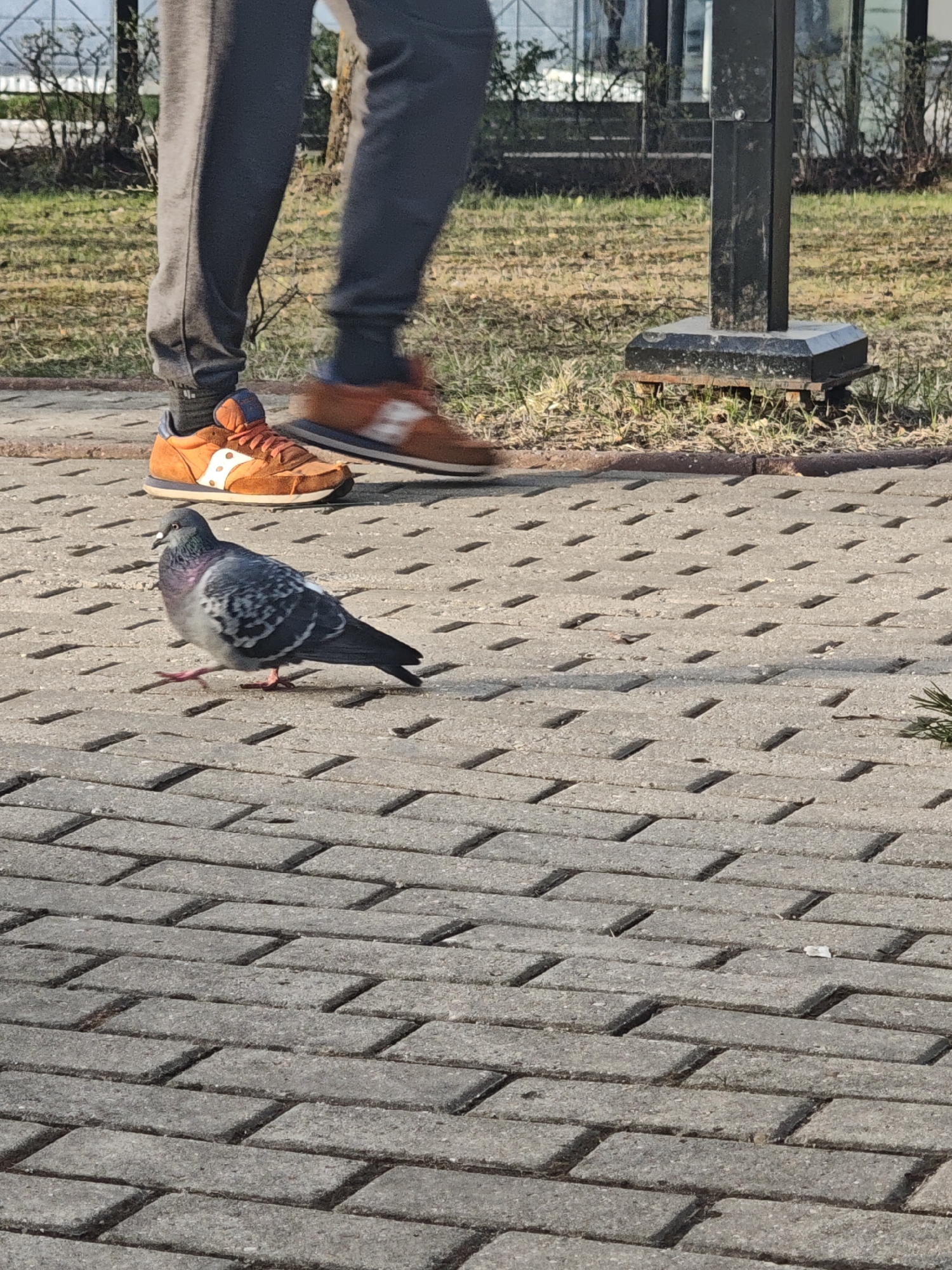 The image depicts a gray pigeon walking on a paved, stone surface. In the background, a person wearing gray sweatpants and orange sneakers is walking. A black, metal post with a square base is visible in the upper right corner. The setting appears to be outdoors, potentially a park or public area. The scene is in daylight with some shadows visible on the pavement. No information exists in the photo that indicates the location is in Krasnaya Gorka, Russia.
