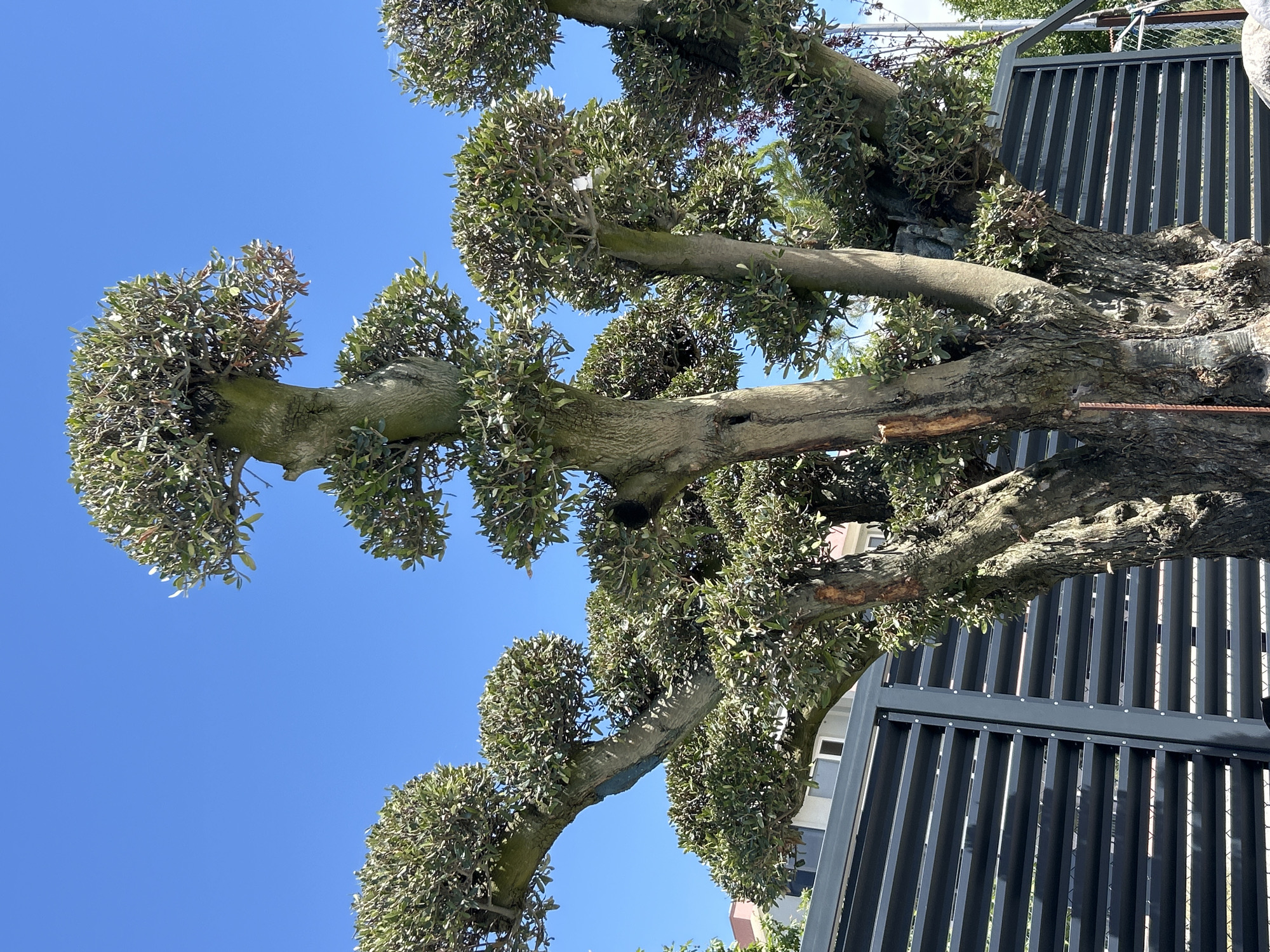 A large, mature, topiary-trained tree with multiple thick, gnarled trunks and branches covered in dense, dark green foliage stands in front of a modern, dark grey slatted fence. The tree is sculpted into several rounded sections, resembling stacked spheres of leaves. Behind the tree and fence, the upper portion of a building with a light-colored facade and windows is visible. The sky above is a clear, bright blue. The scene is set in Burgas, Bulgaria.
